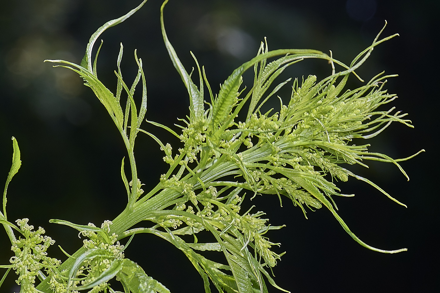 HanworthCretanHemp080725-2