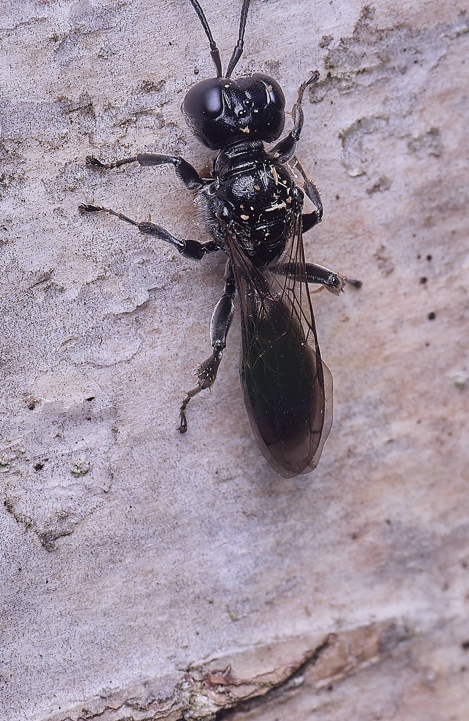 HanworthCrossocerus200525-1