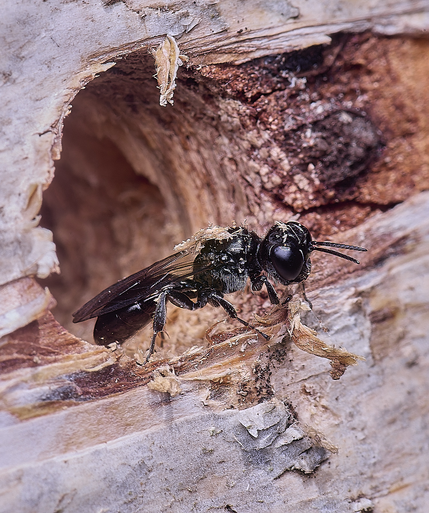 HanworthCrossocerus200525-2