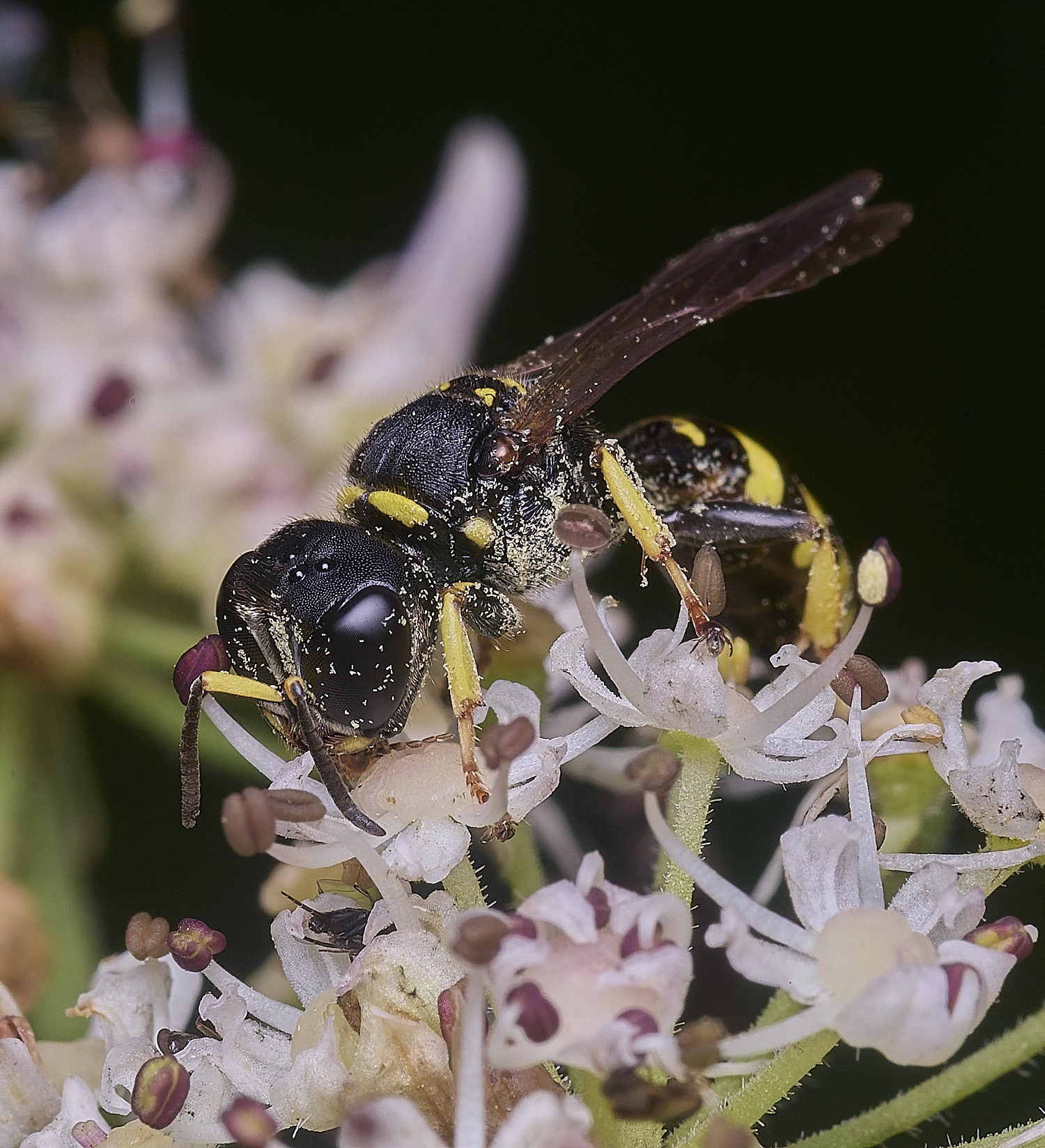 HanworthEcavifrons260725-3