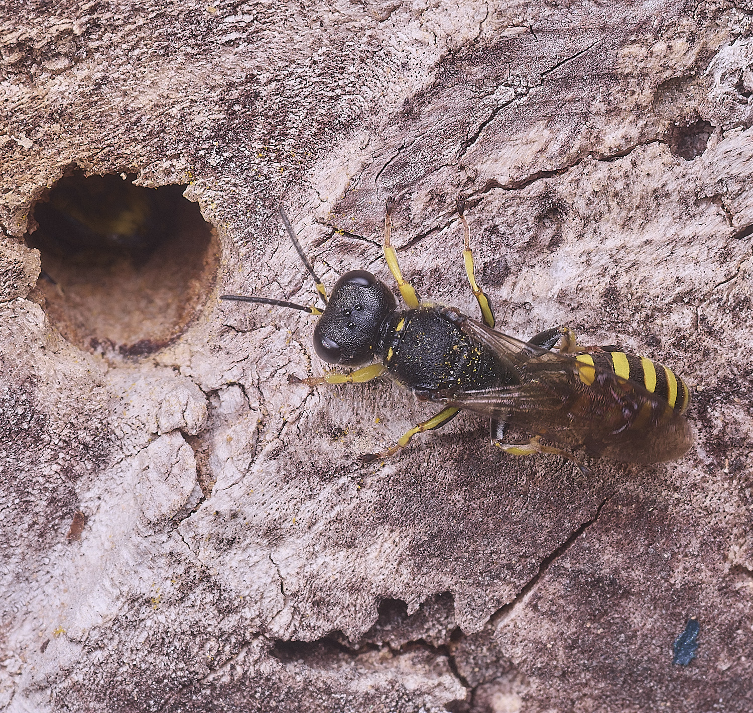 HanworthEcephalodes010825-1