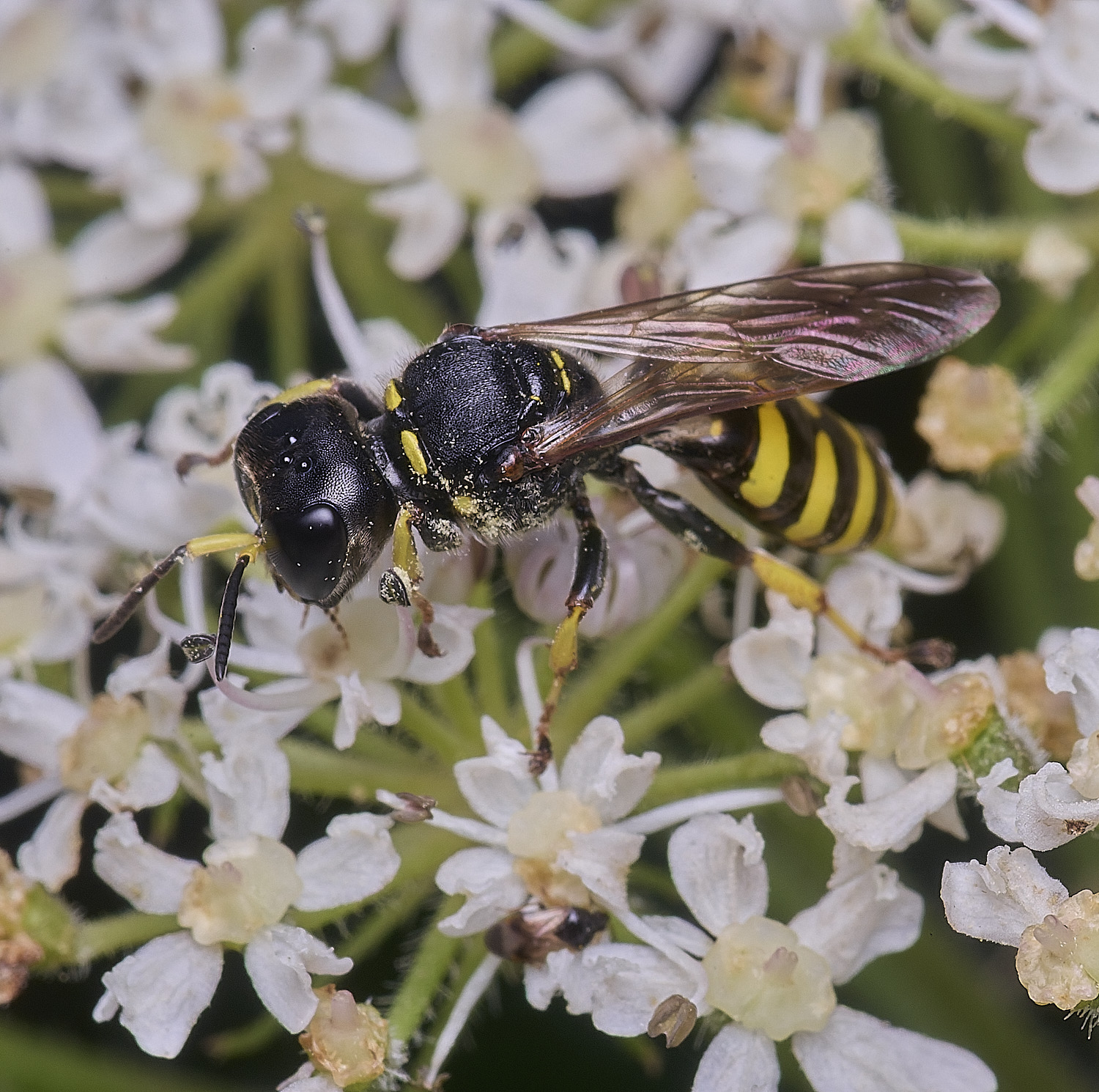 HanworthEcephalotes300725-2