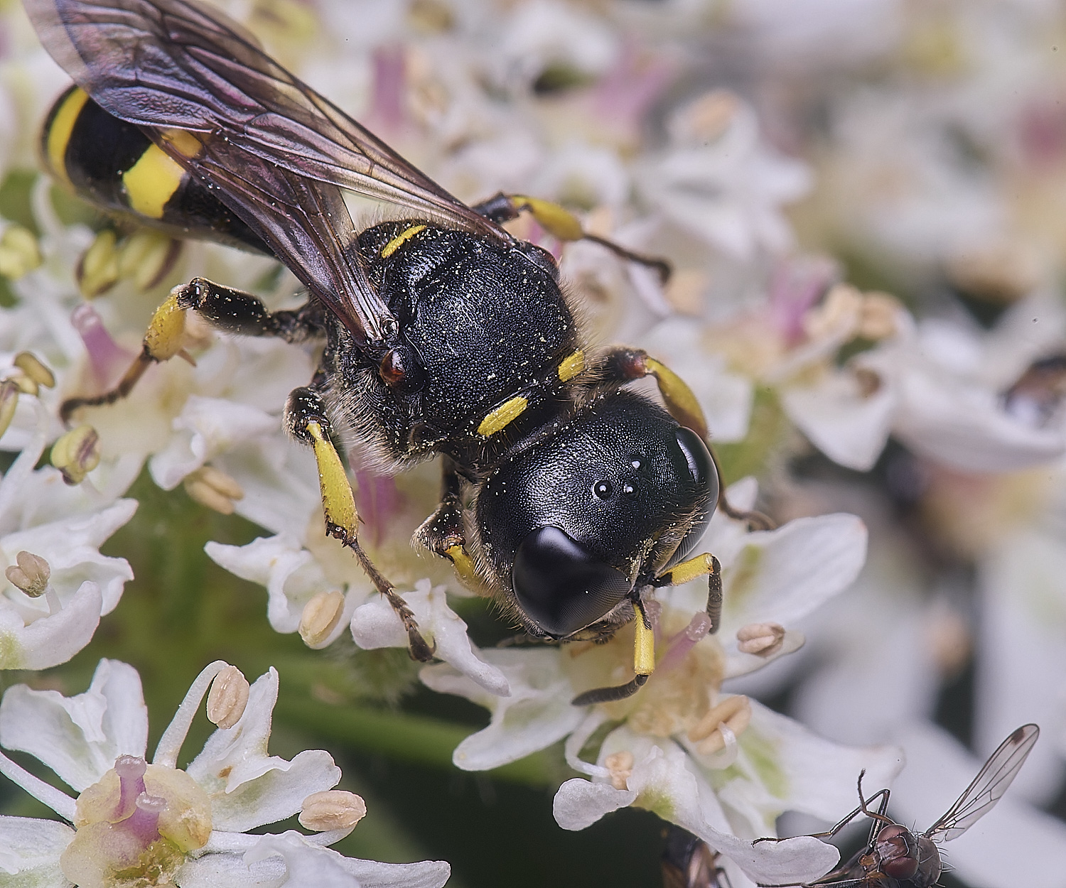 HanworthEcontinuus200725-4