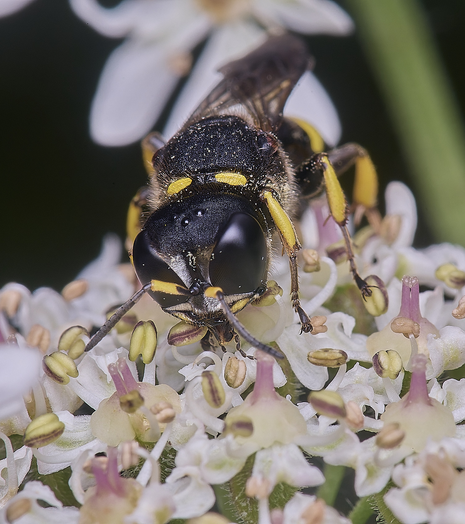HanworthEctinuus200725-3