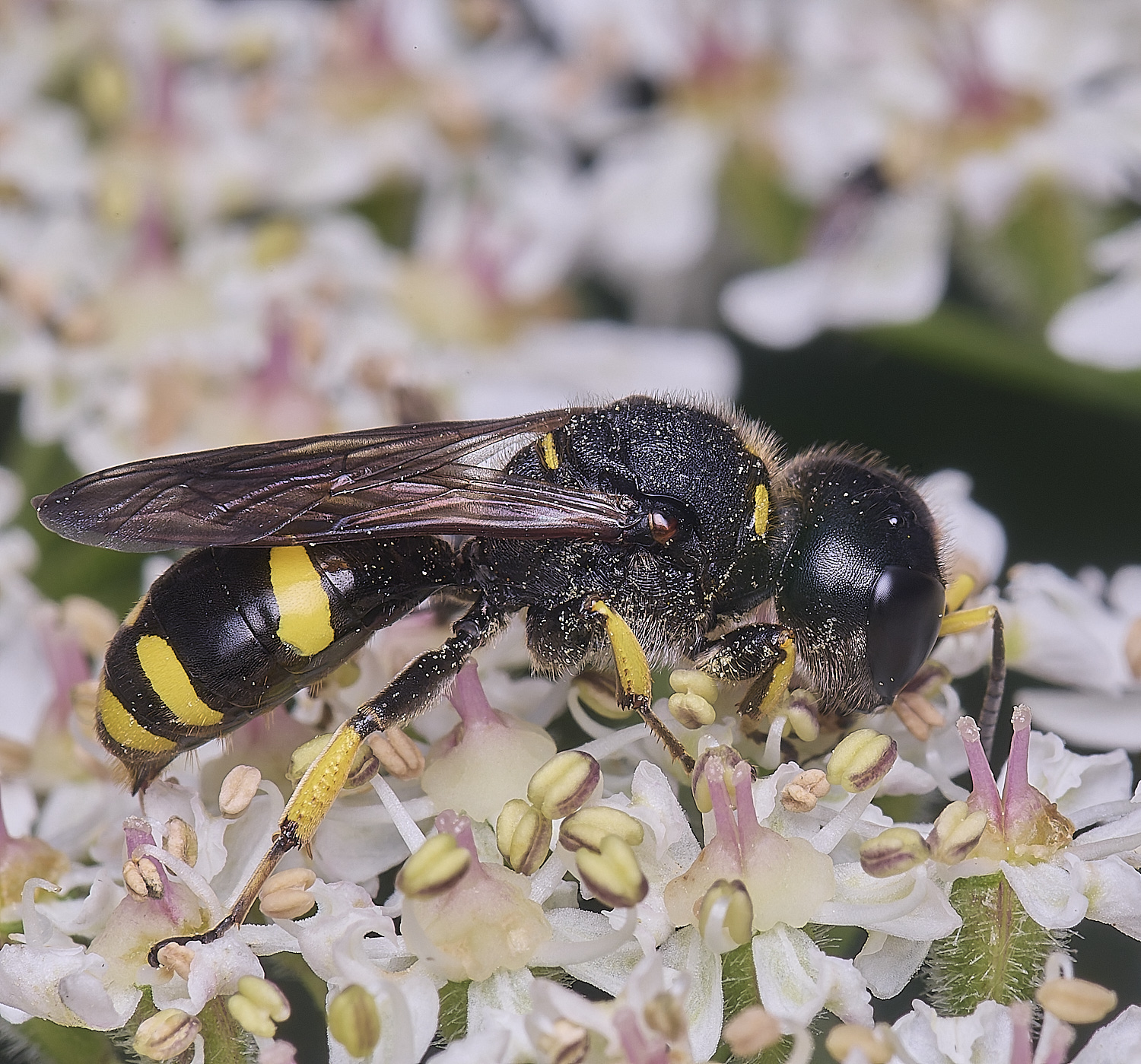 HanworthEctinuus200725-6