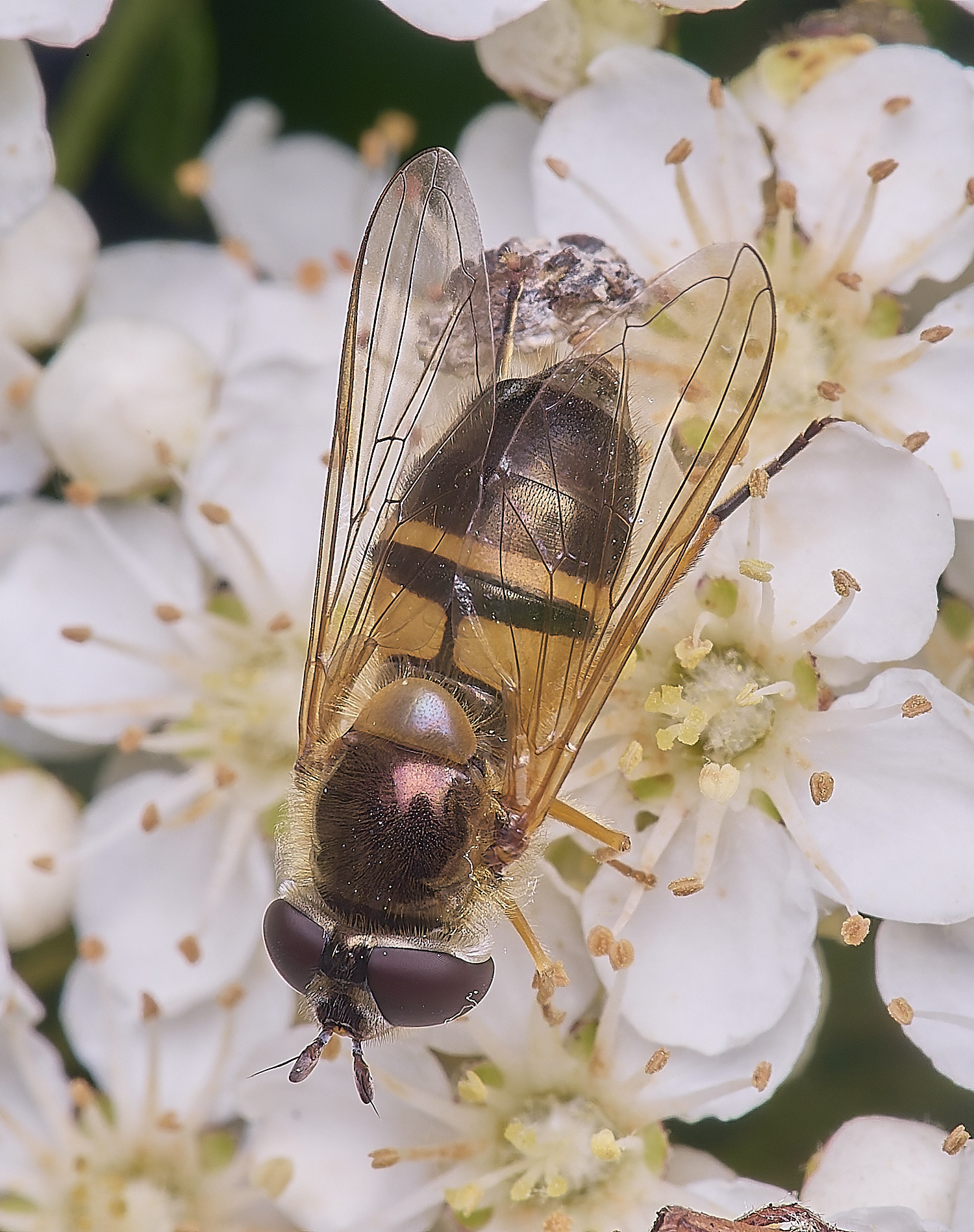 HanworthEelegans020625-1