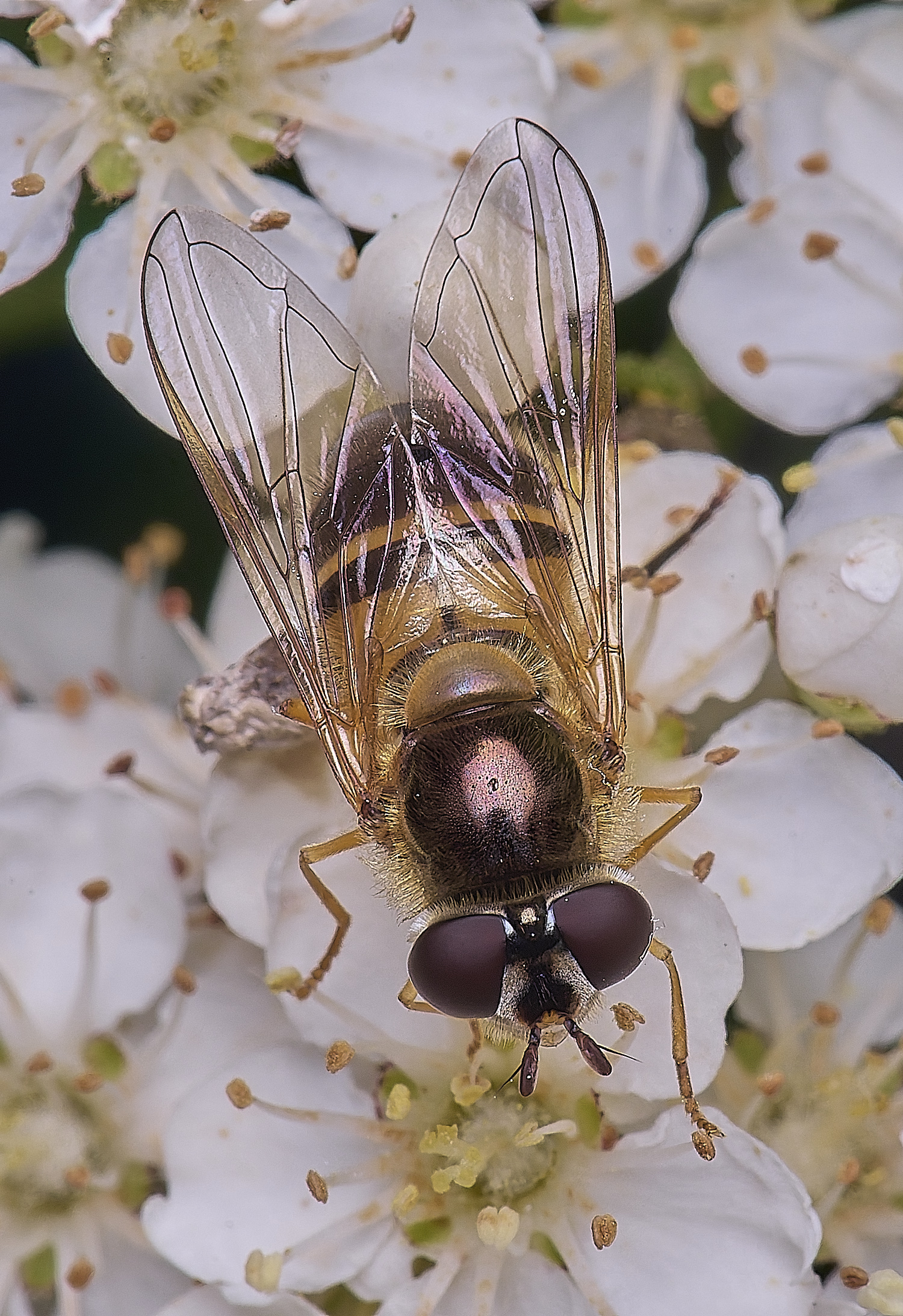 HanworthEelegans020625-2