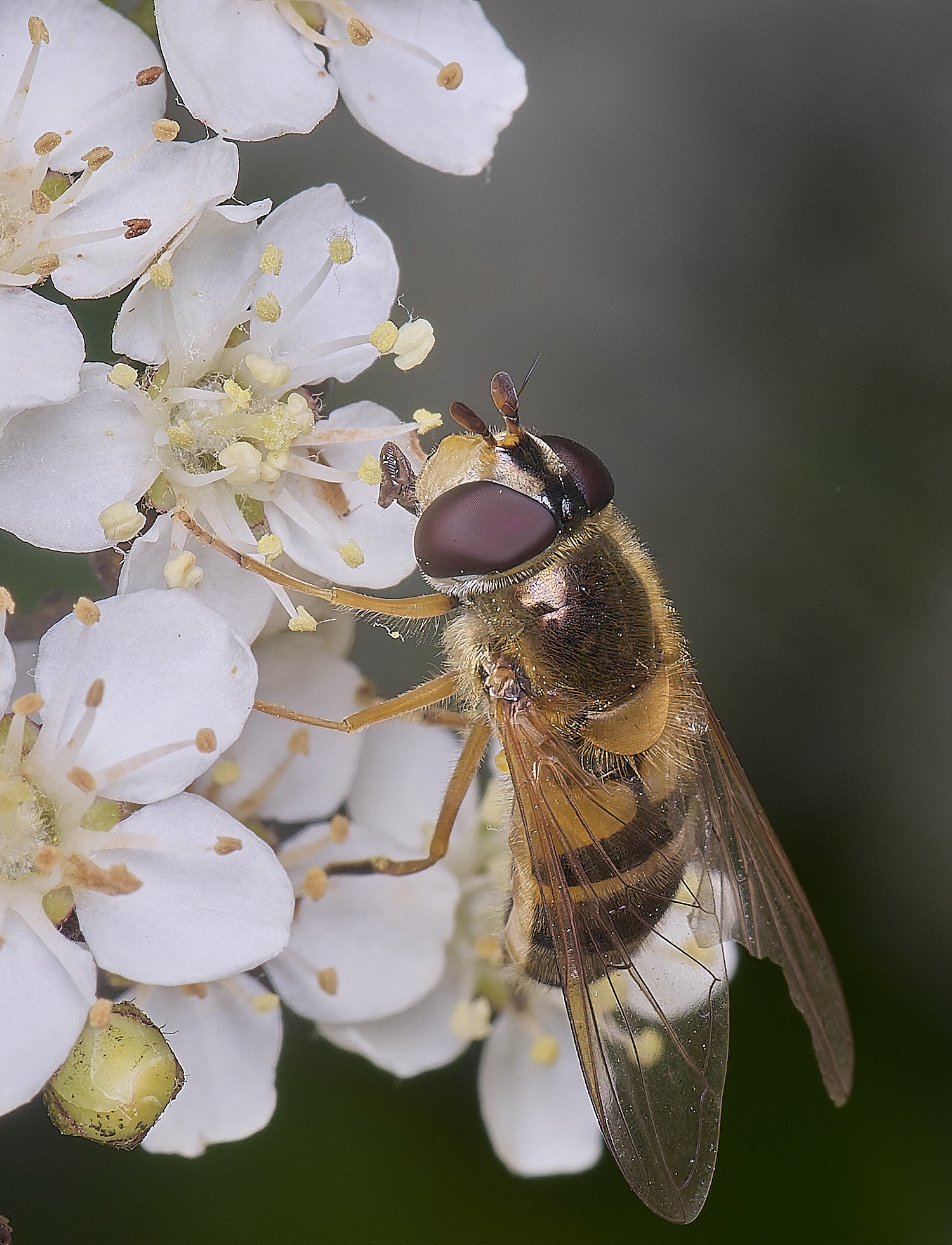 HanworthEelegans020625-3