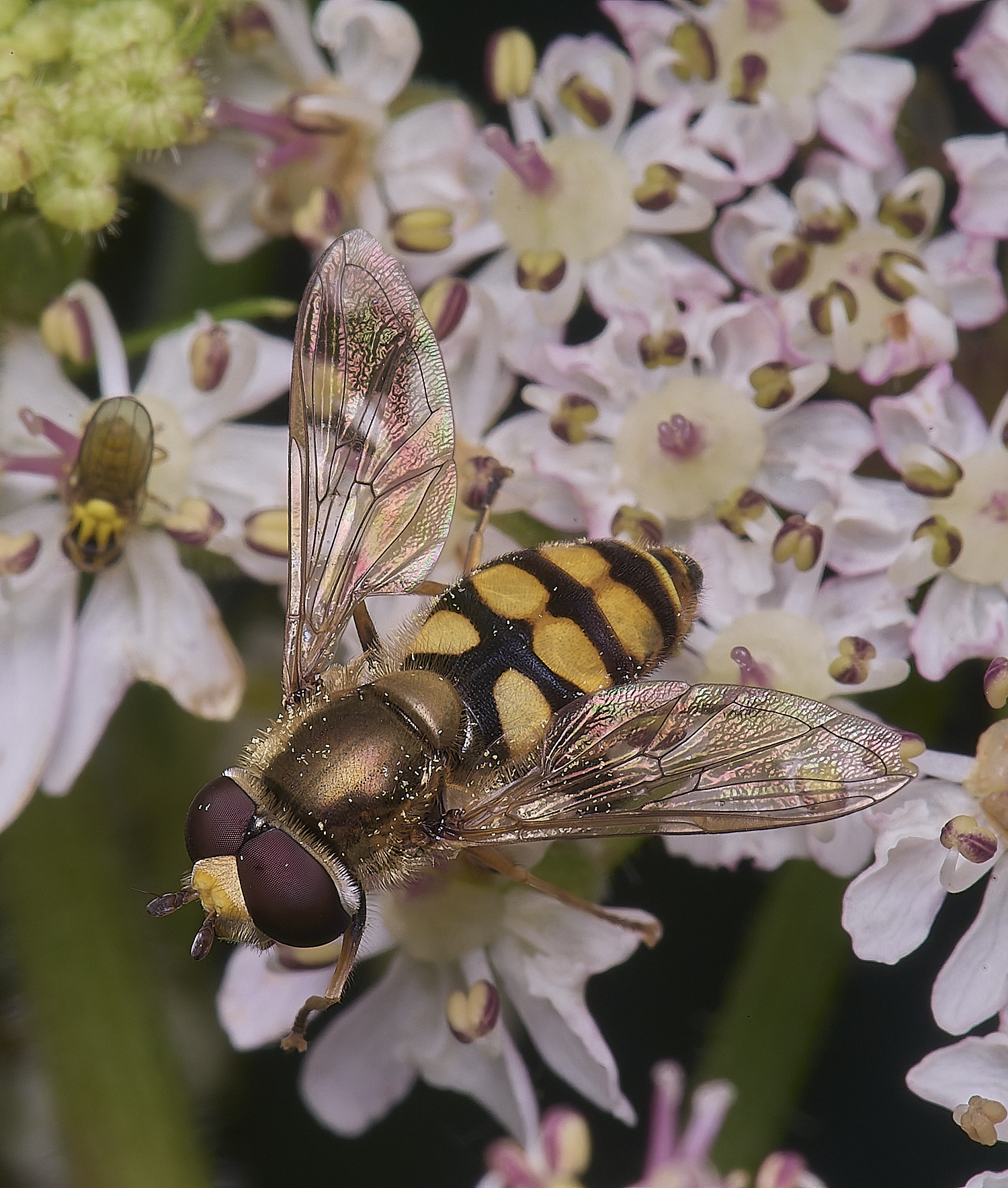 HanworthElatifasciatus210725-1