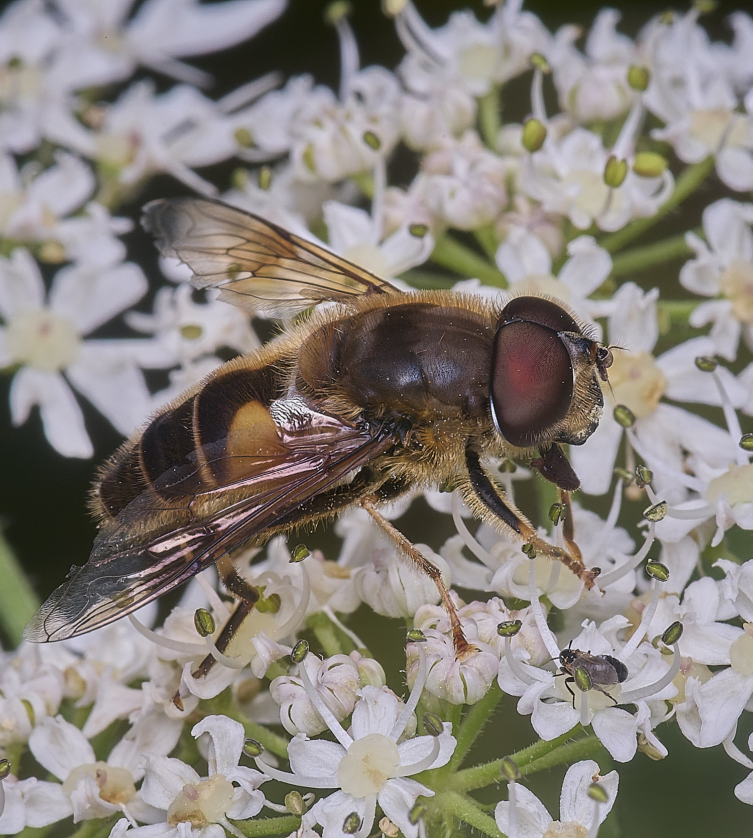HanworthEristalis2300725-3