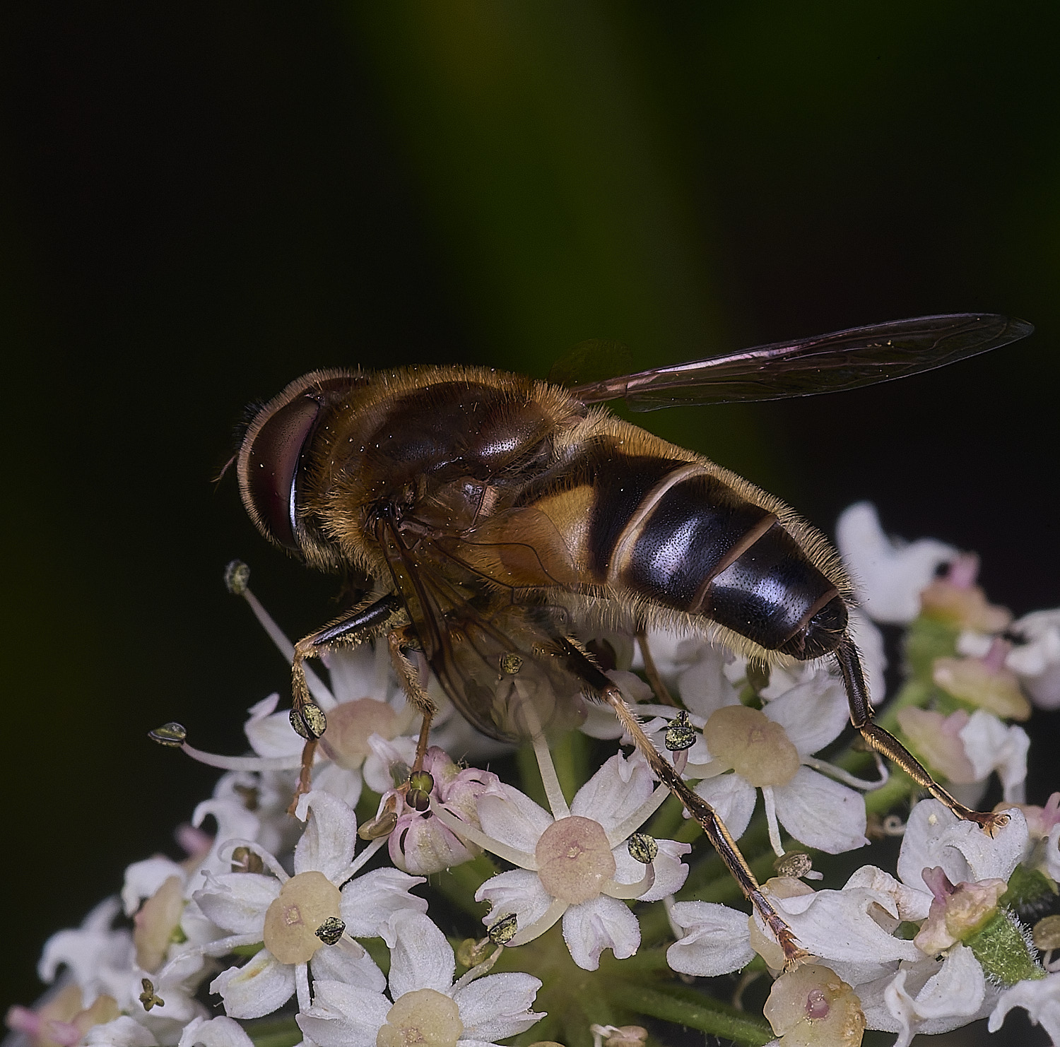 HanworthEristalisSp300725-