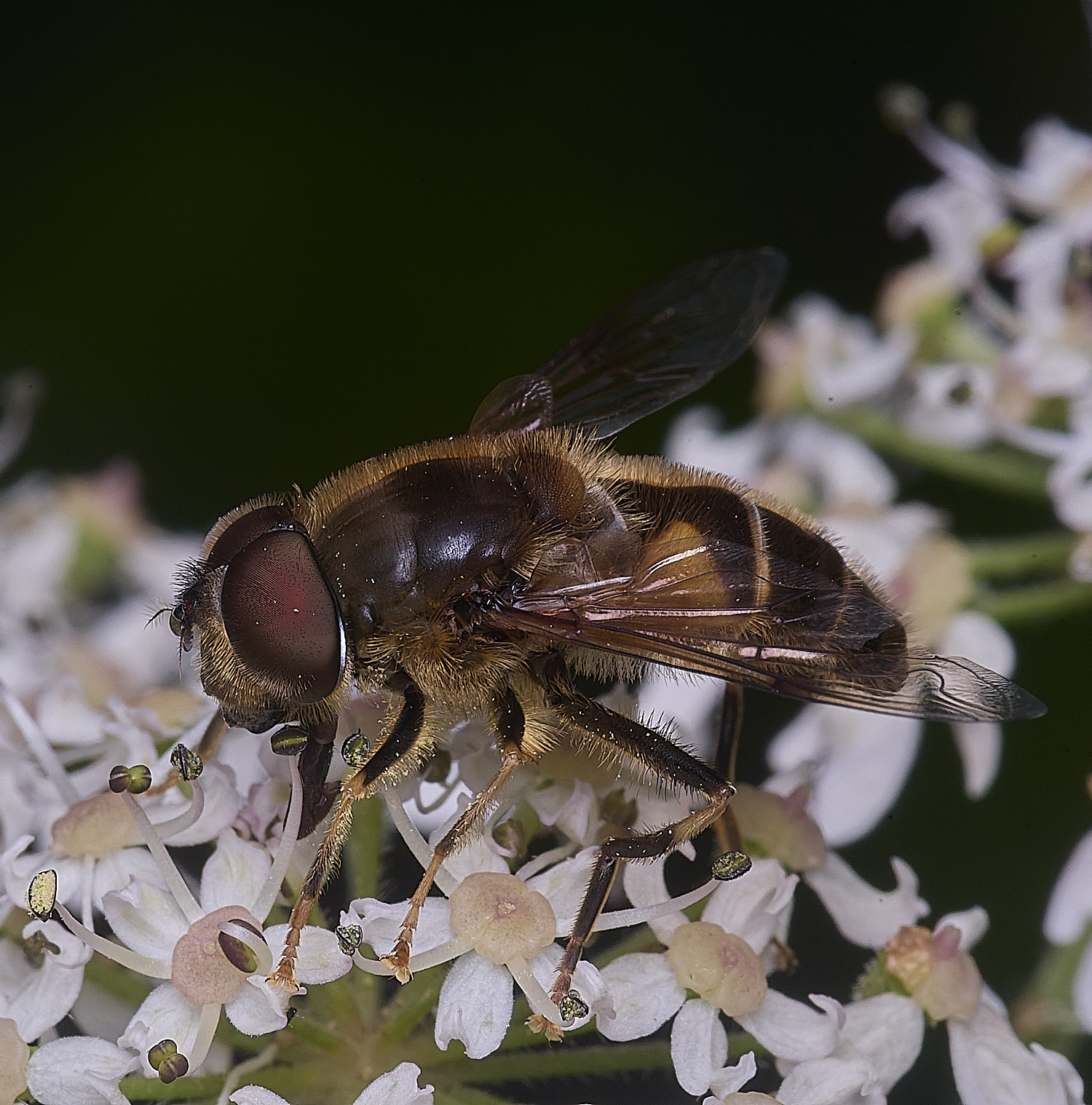 HanworthEristalisSp300725-1