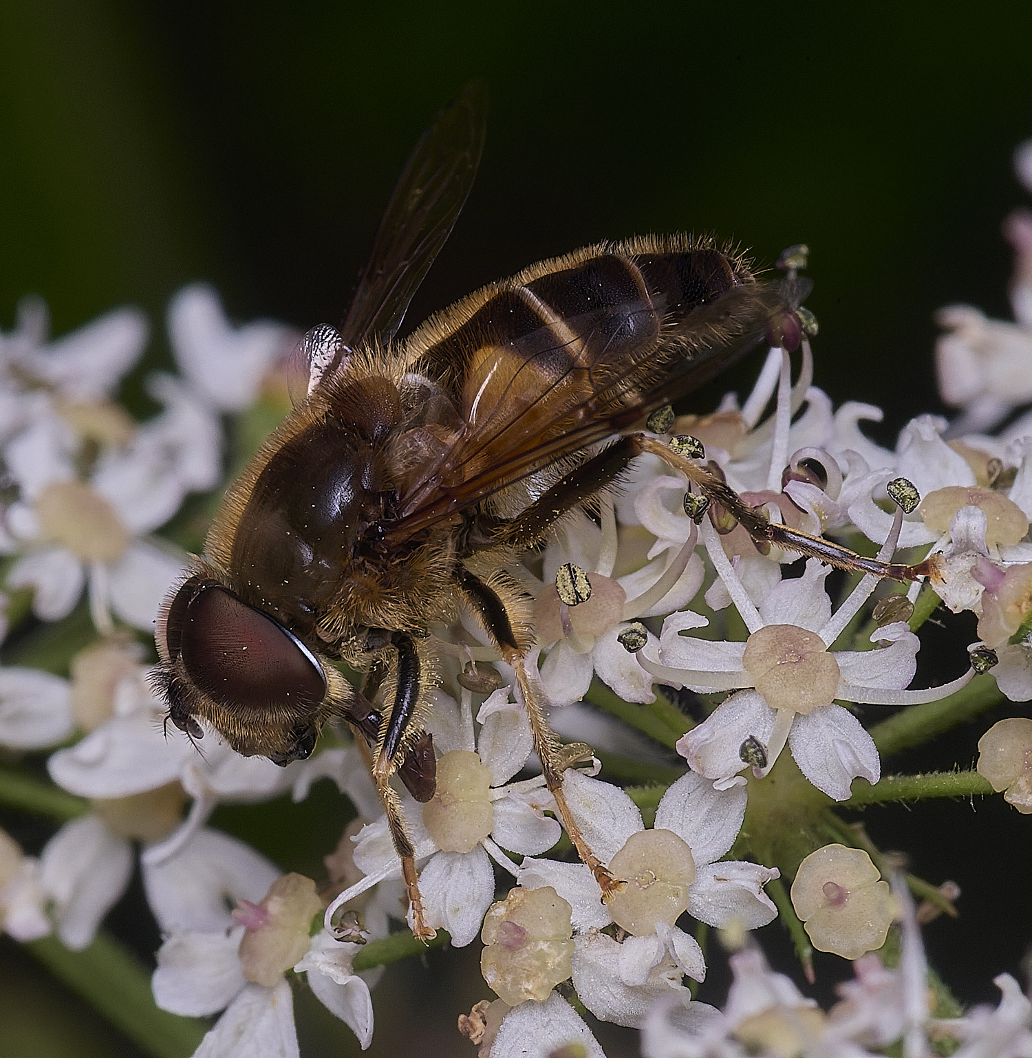 HanworthEristalisSp300725-3