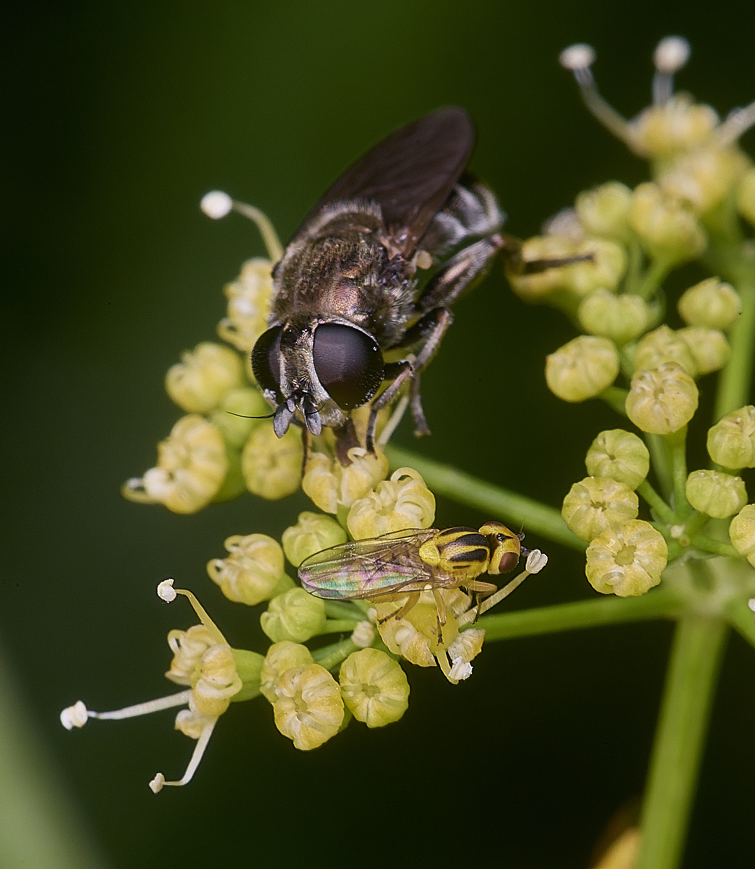 HanworthEumerus250725-2