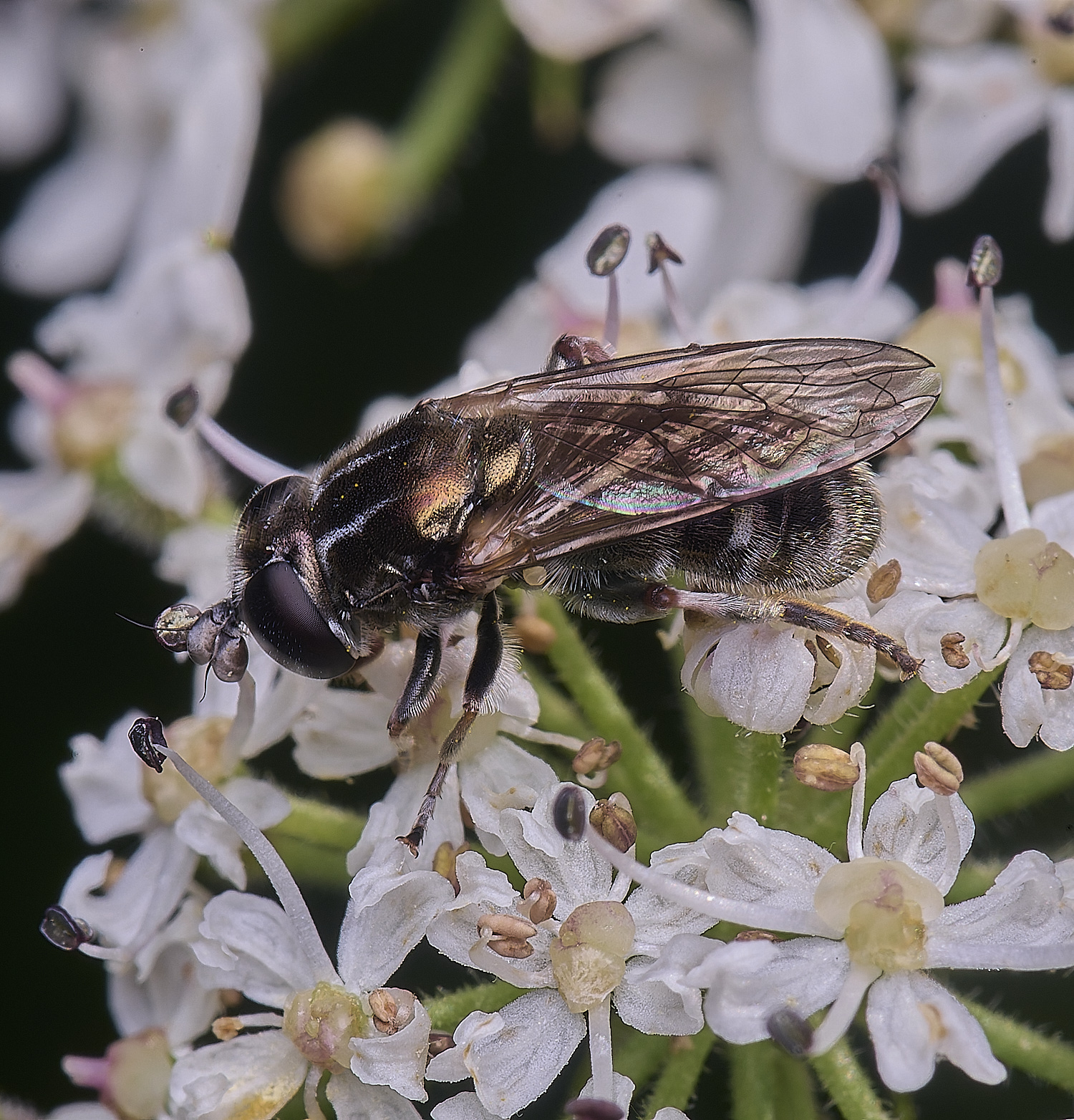 HanworthEumerusSp180725-1