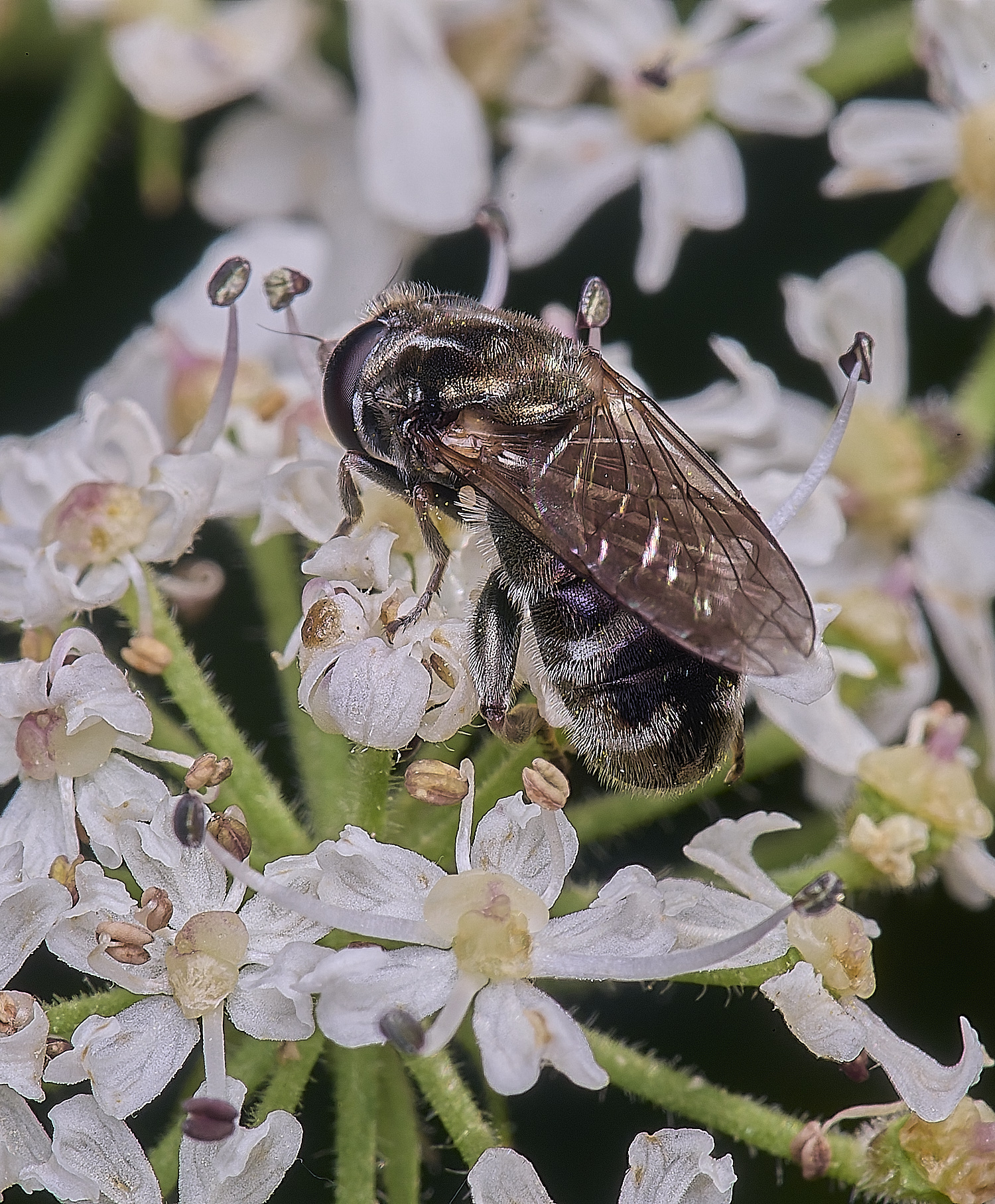 HanworthEumerusSp180725-2