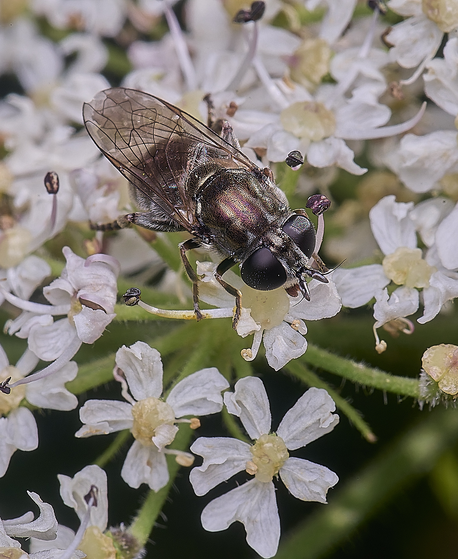 HanworthEumerusSp180725-3