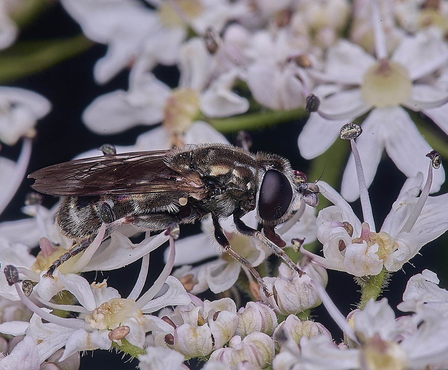 HanworthEumerusSp180725-5