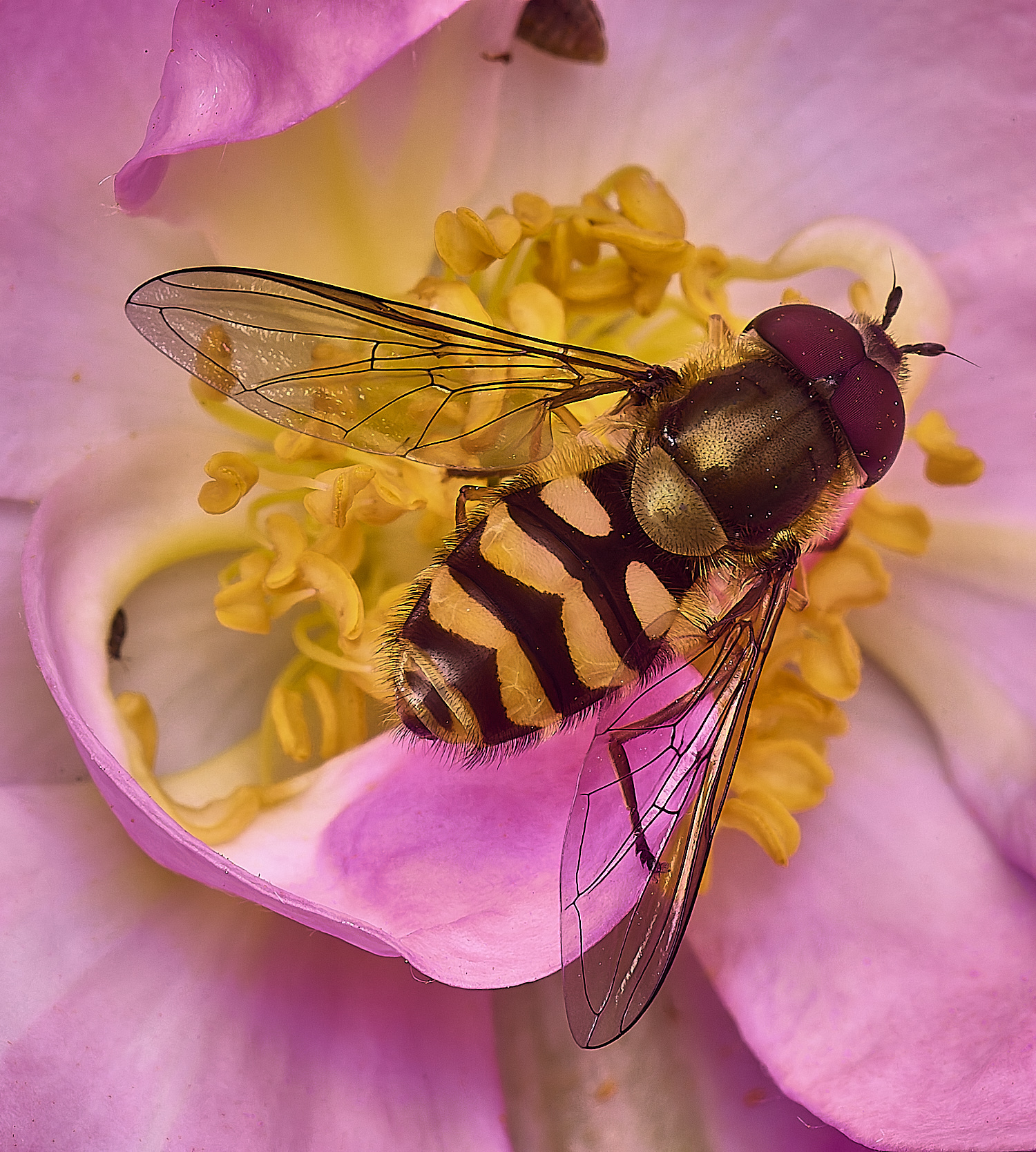 HanworthEupeodes140625-1