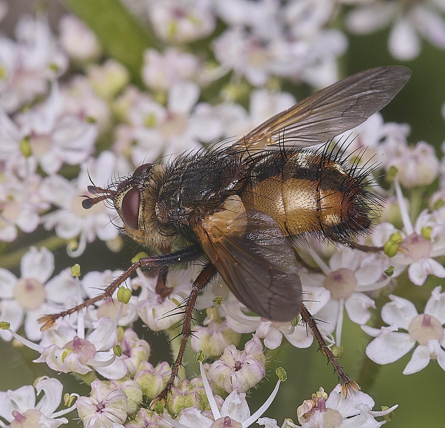 HanworthFly2300725-3