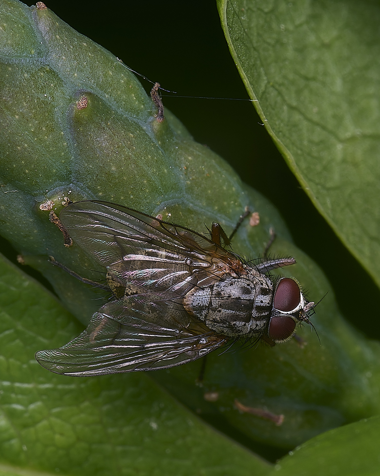 HanworthFlySp020625-1