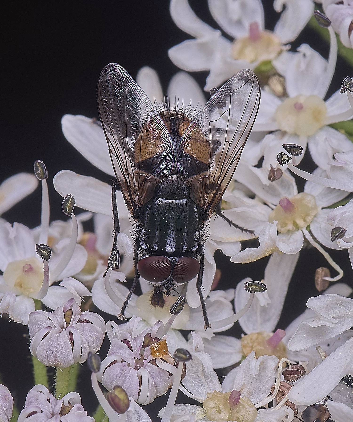 HanworthFlySp180725-1