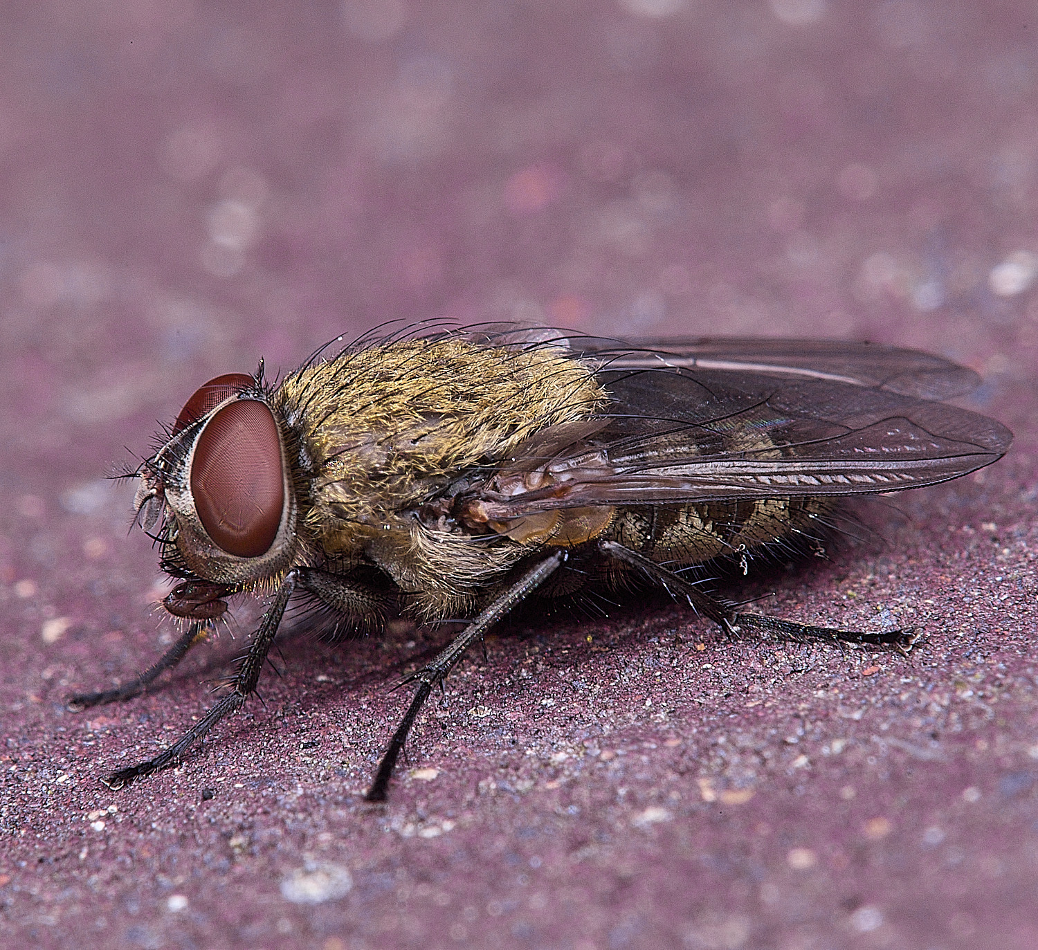 HanworthFlysp2020825-1