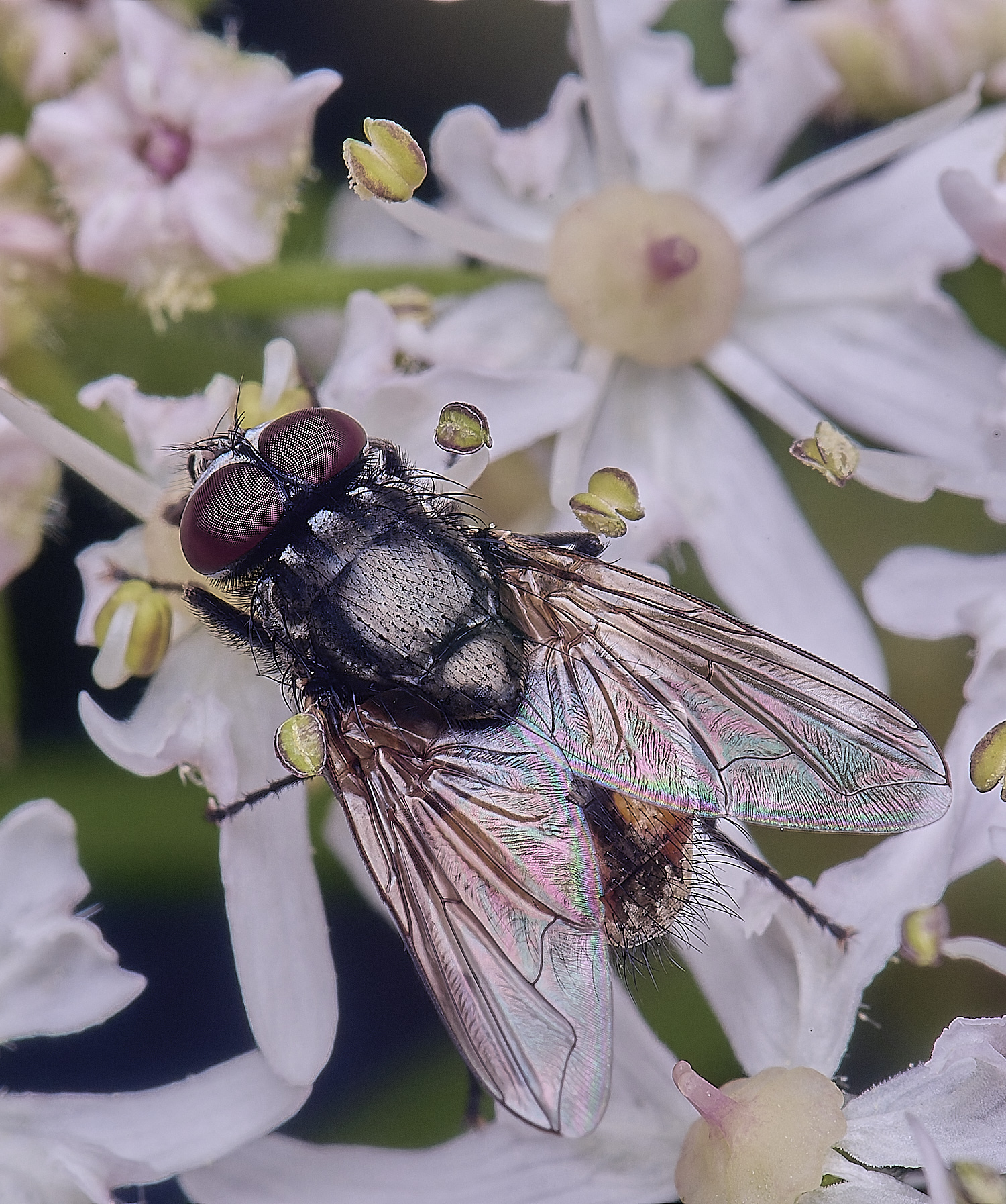 HanworthFlySp210725-1