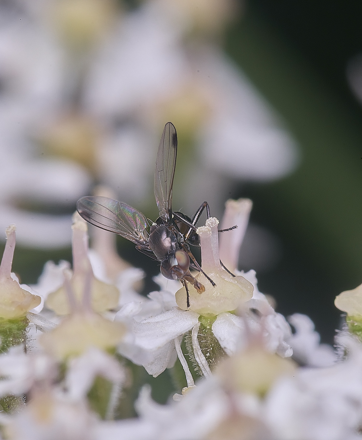 HanworthFlySp2260725-2