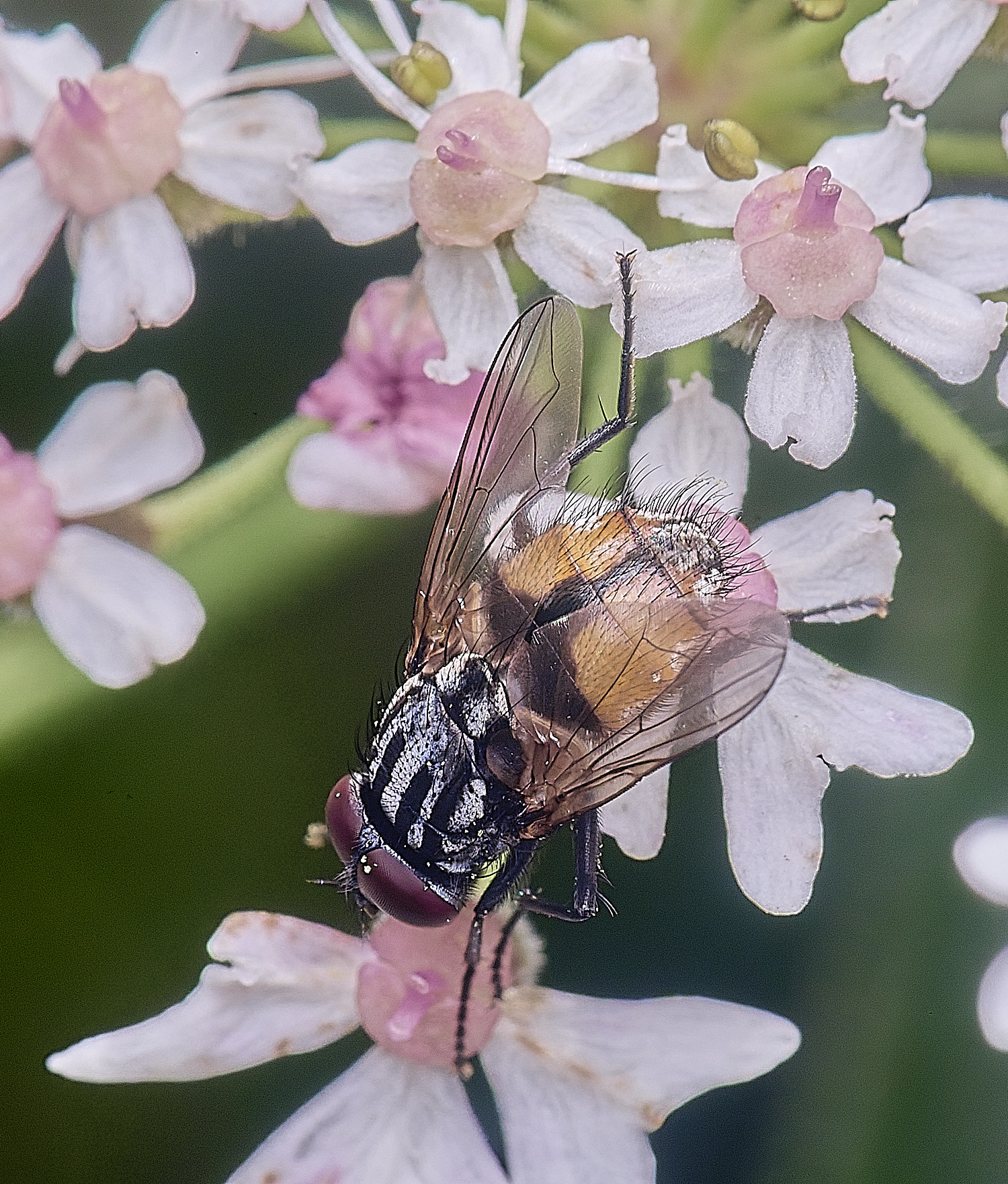 HanworthFlySp250725-1