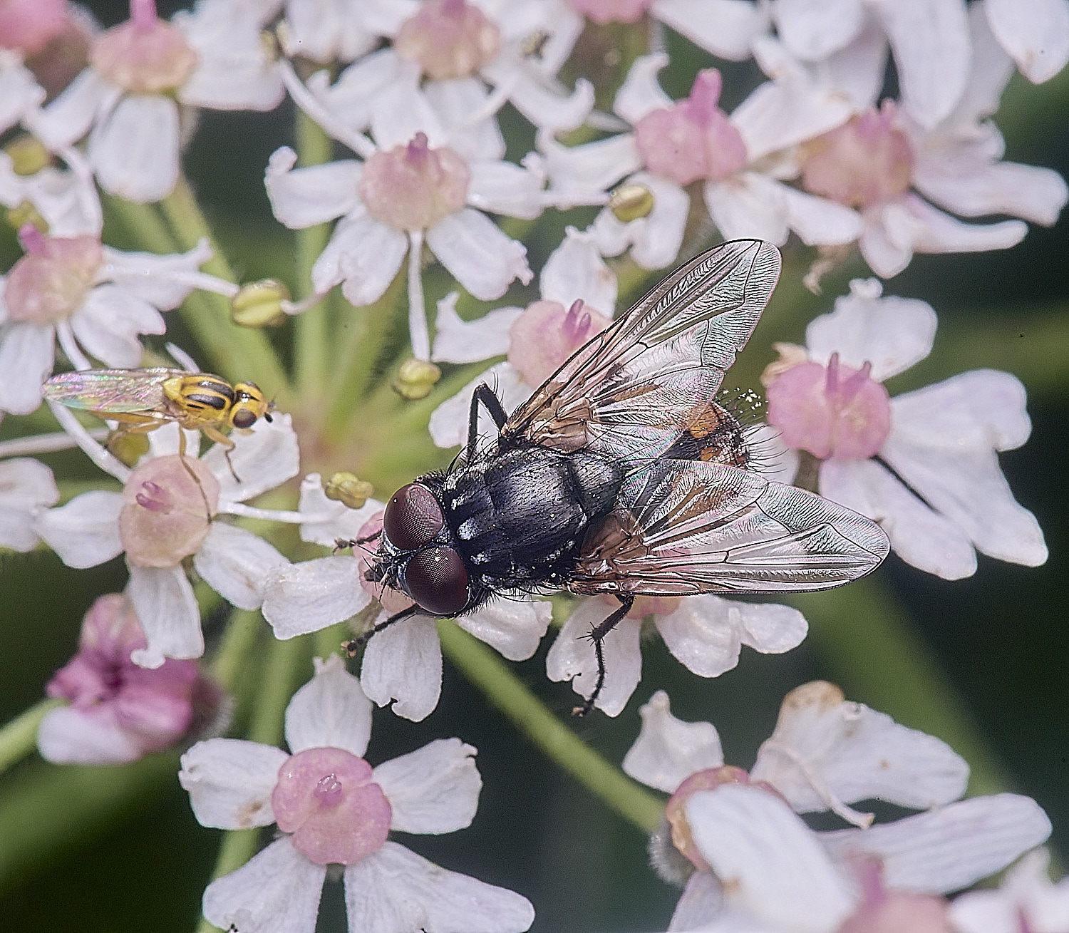 HanworthFlySp250725-2