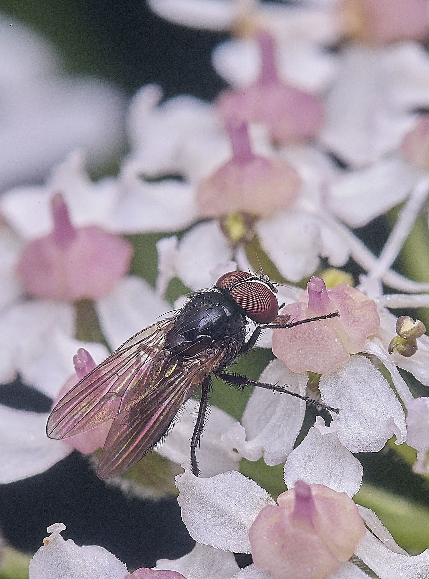 HanworthFlySp350725-1