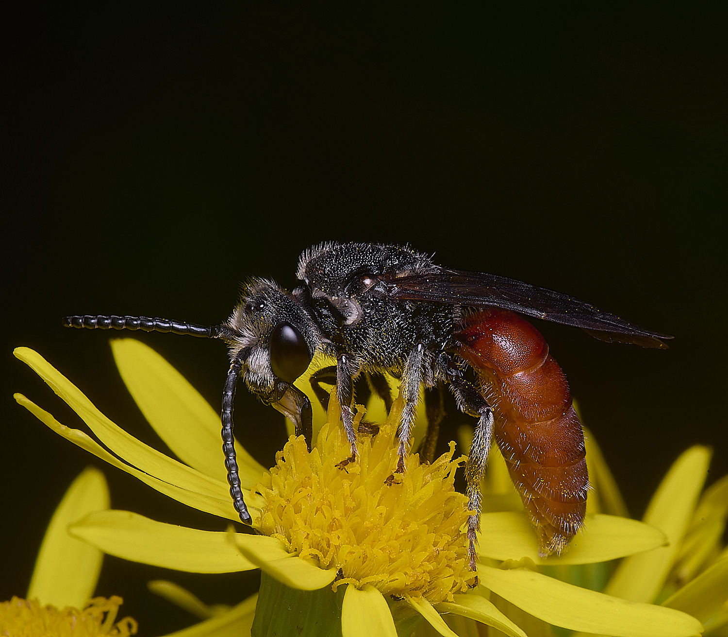 HanworthGiantBloodBee180627-1