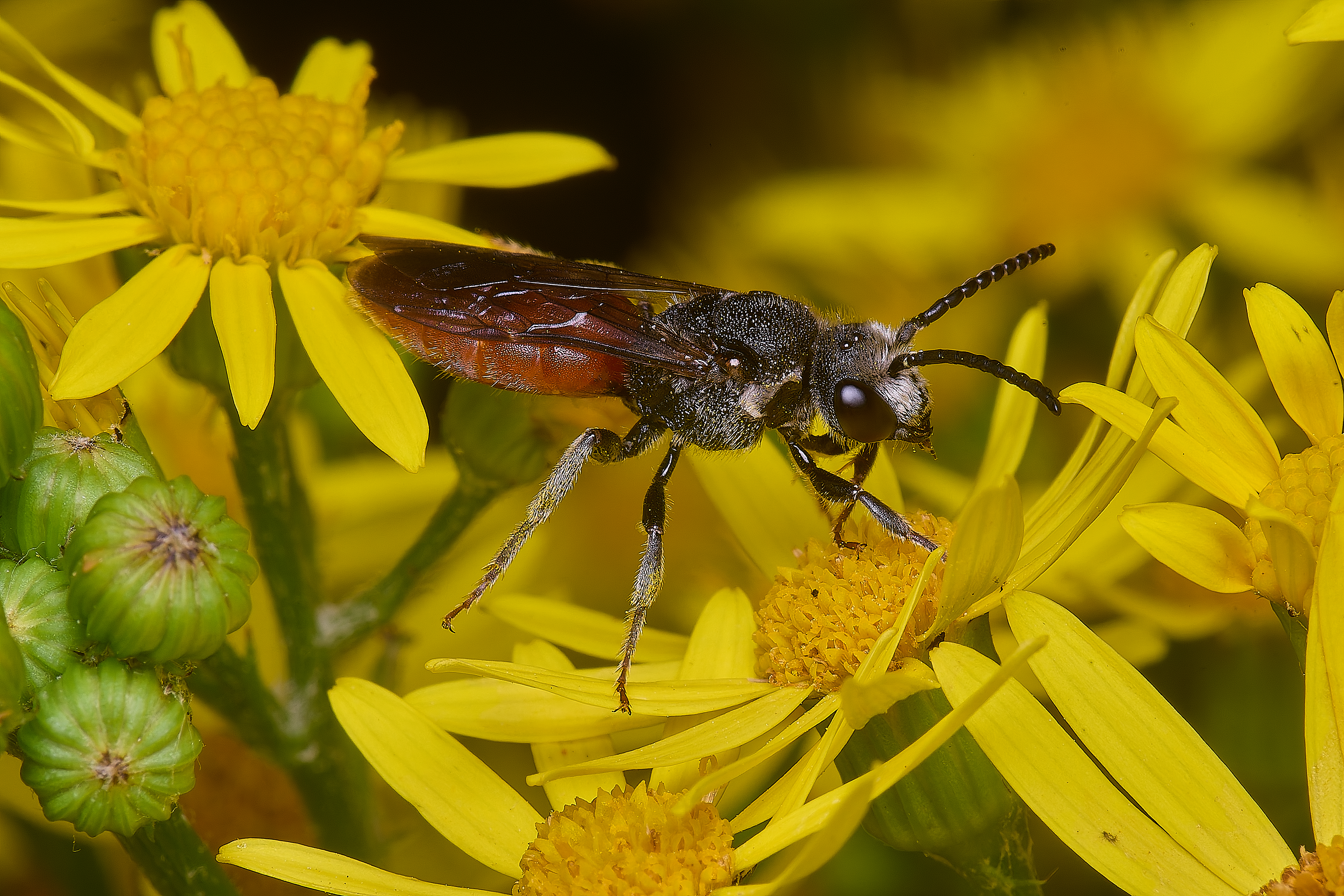 HanworthGiantBloodBee180627-10