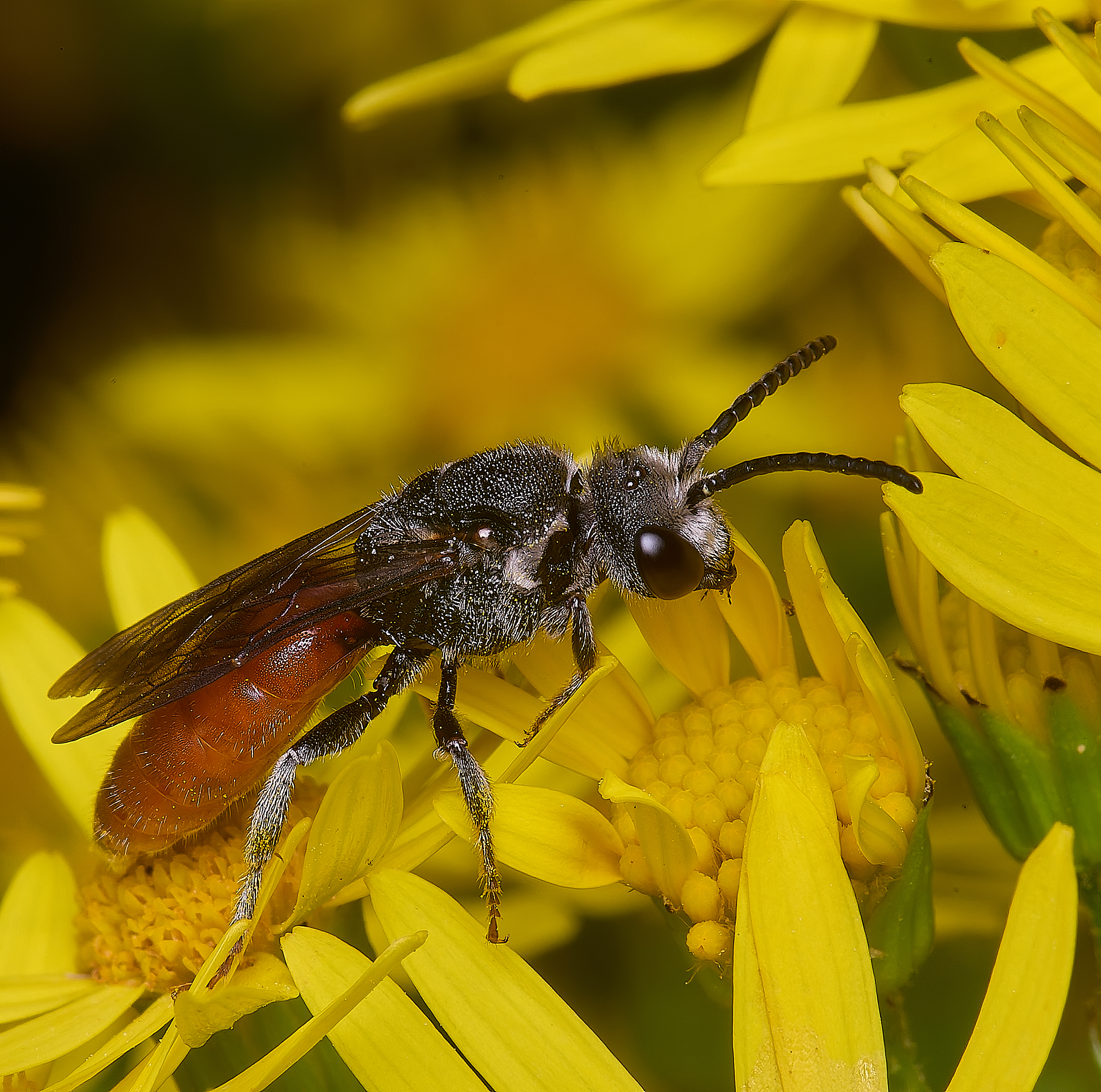 HanworthGiantBloodBee180627-11