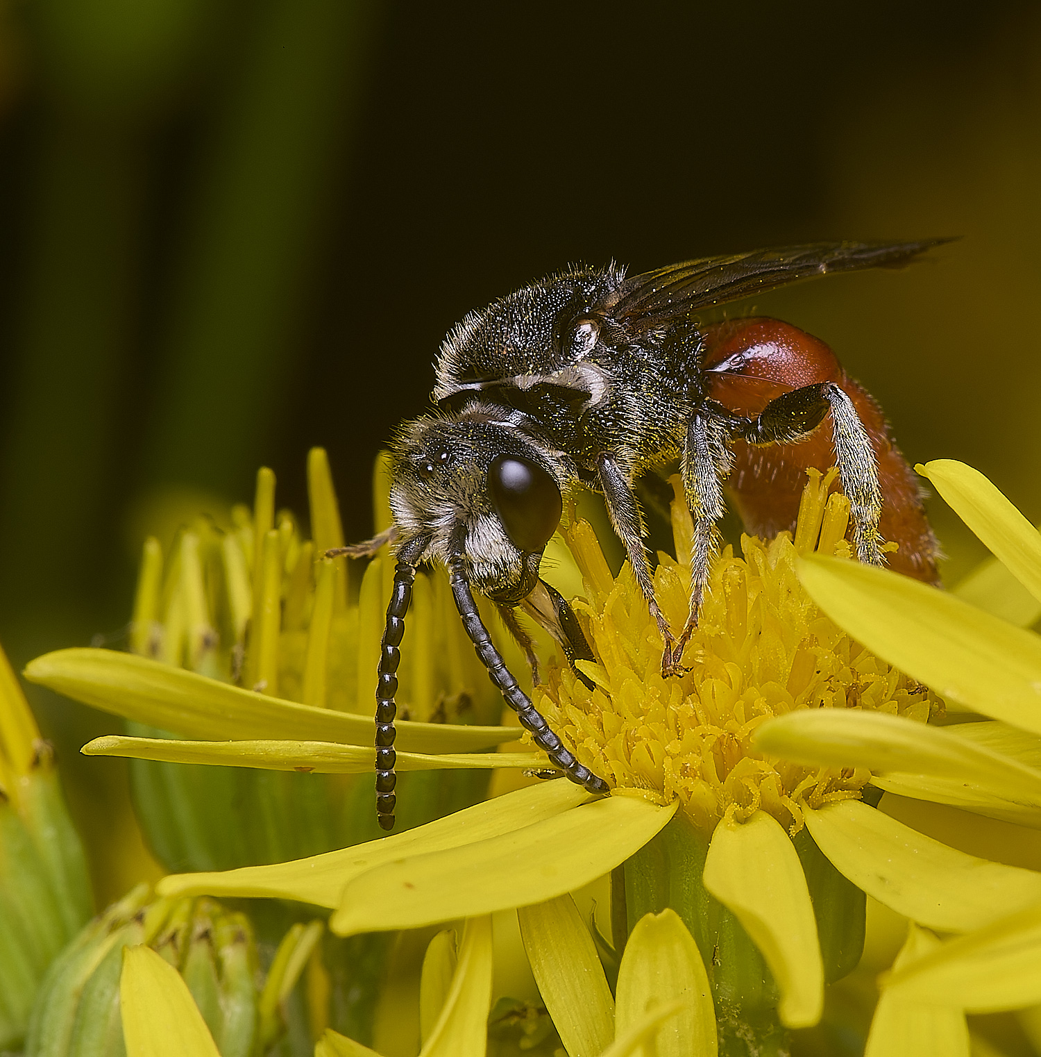 HanworthGiantBloodBee180627-13