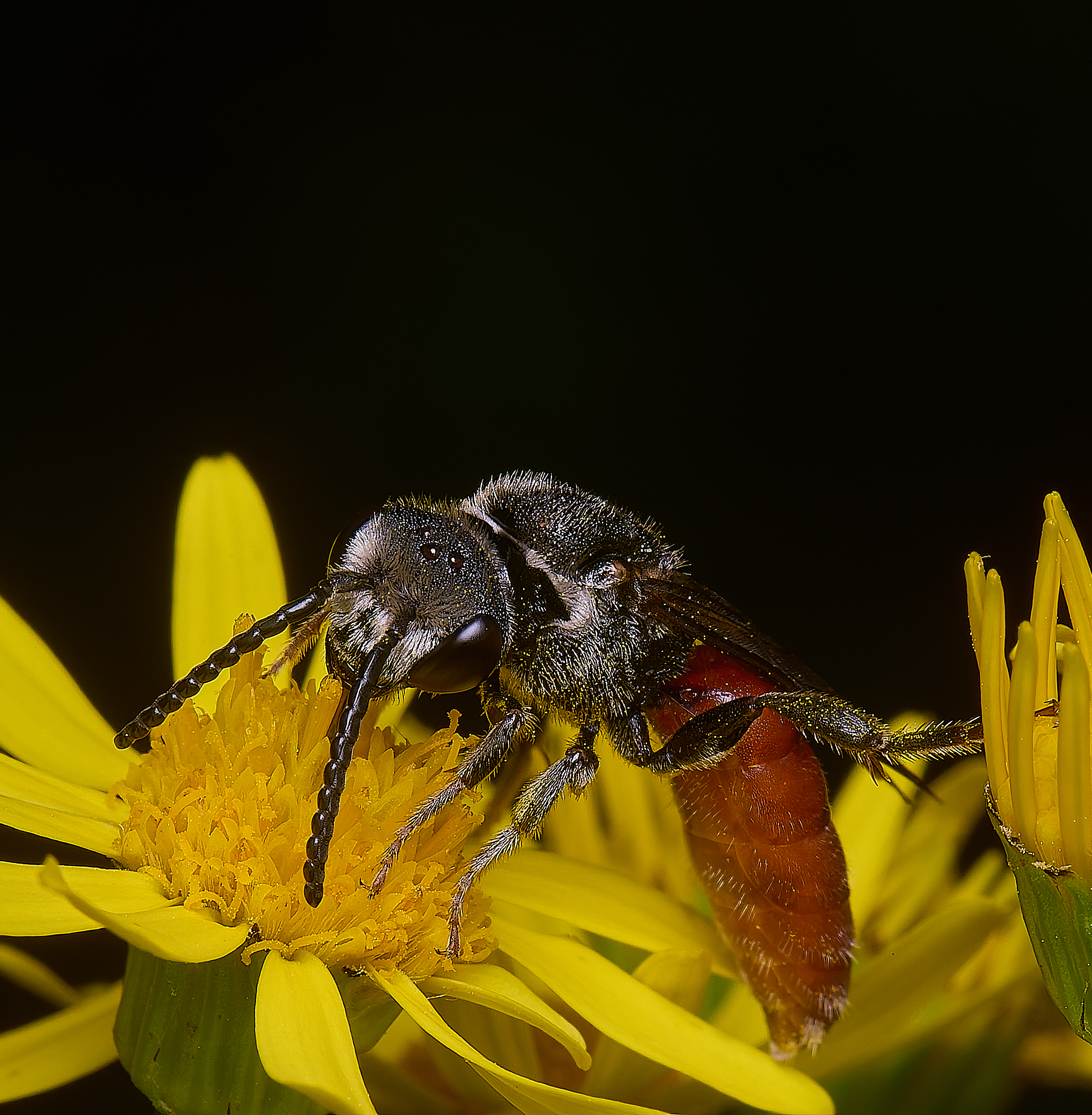 HanworthGiantBloodBee180627-2
