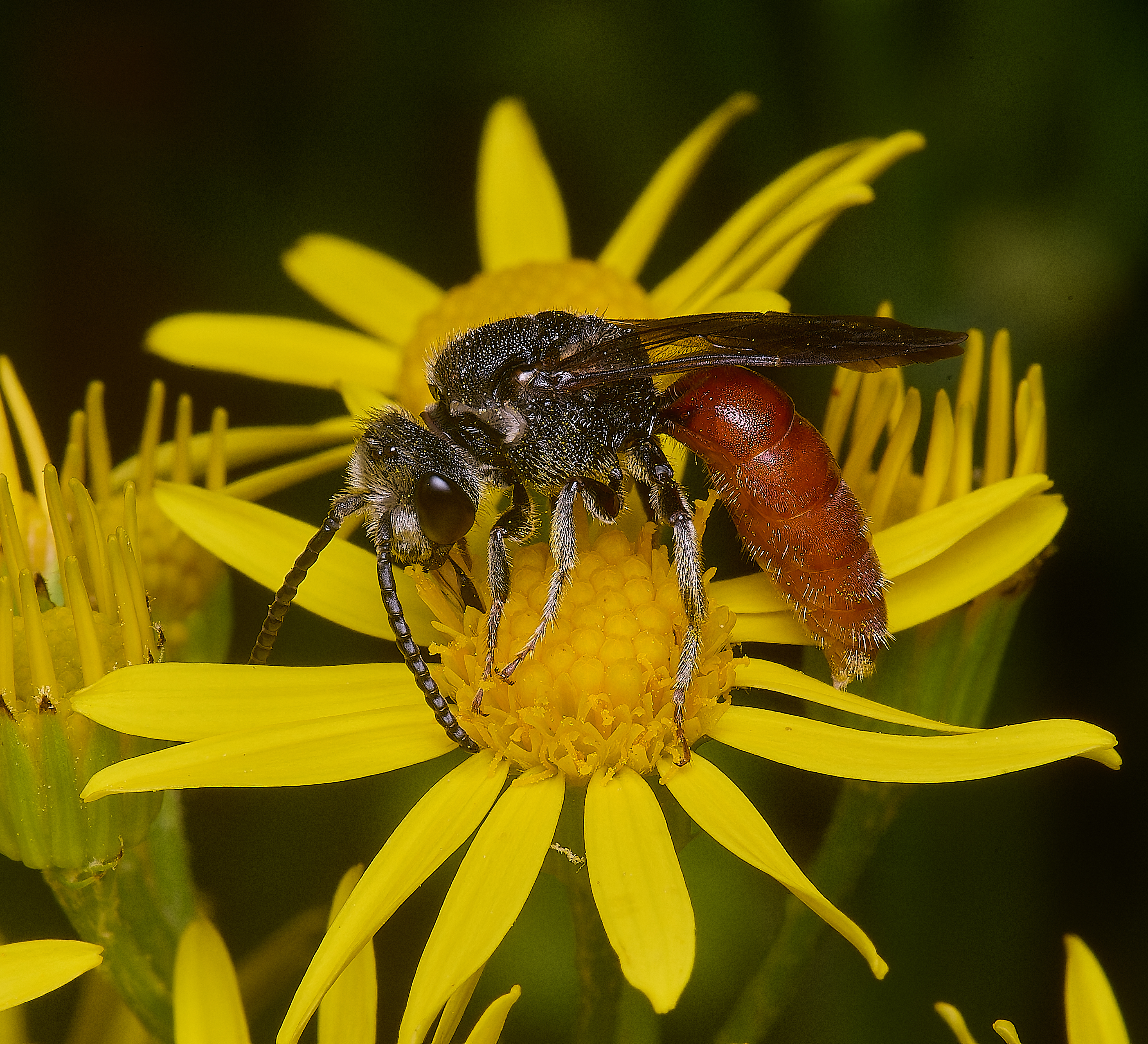 HanworthGiantBloodBee180627-4