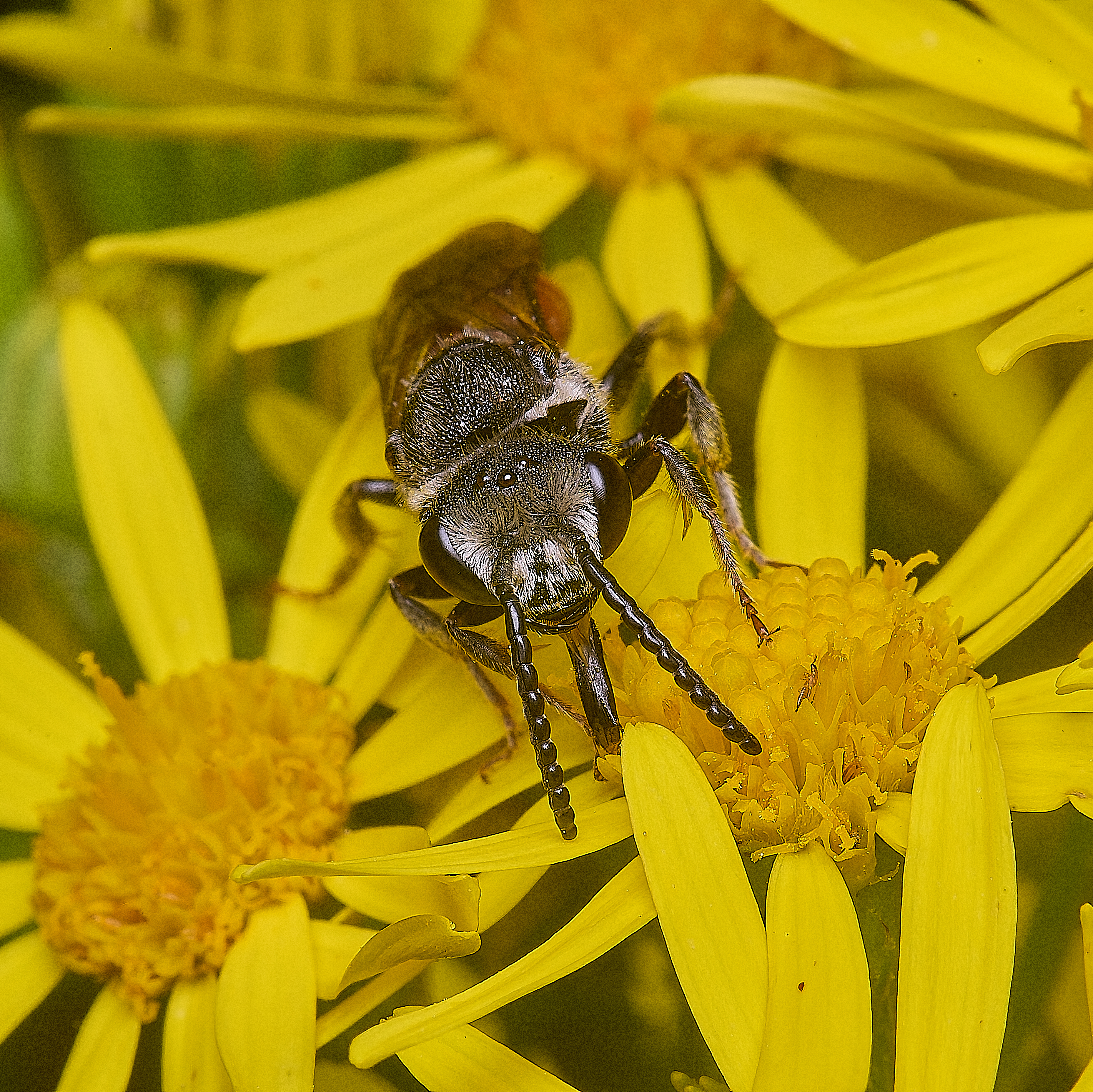 HanworthGiantBloodBee180627-8
