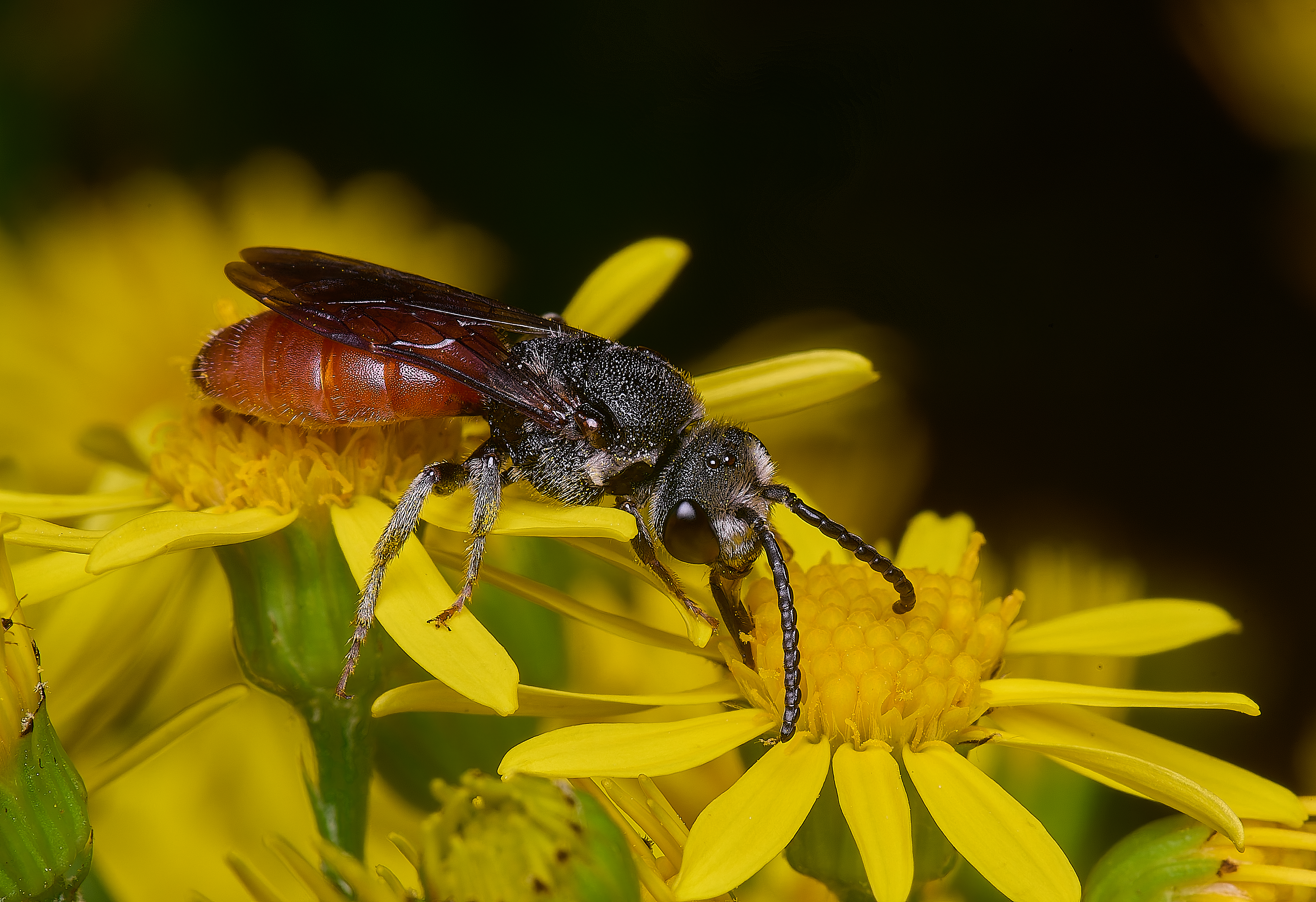 HanworthGiantBloodBee180627-9