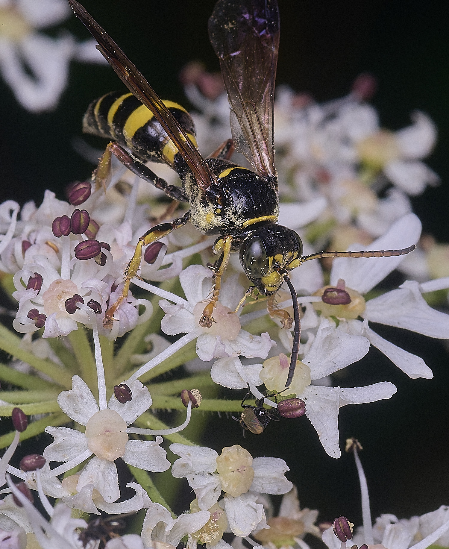 HanworthGorytes250725-2