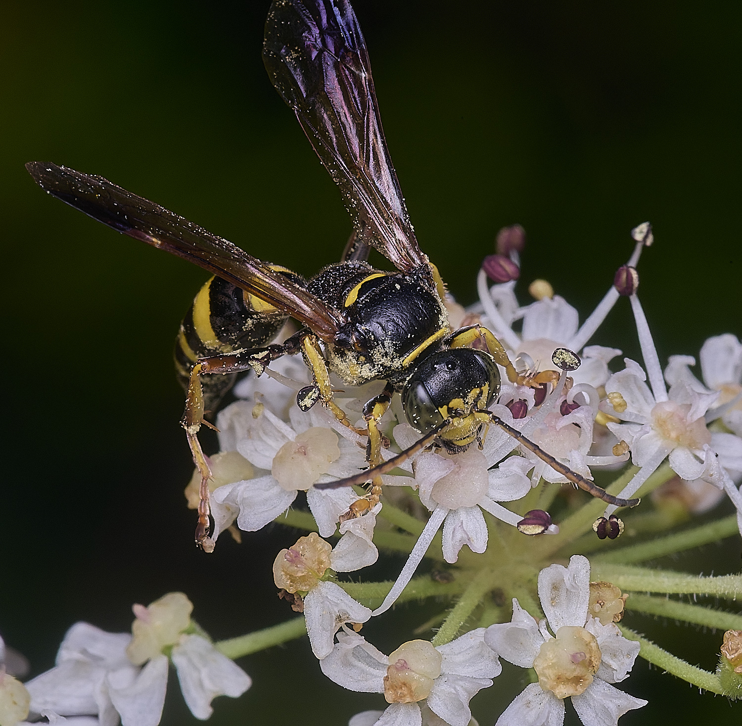 HanworthGorytes250725-3