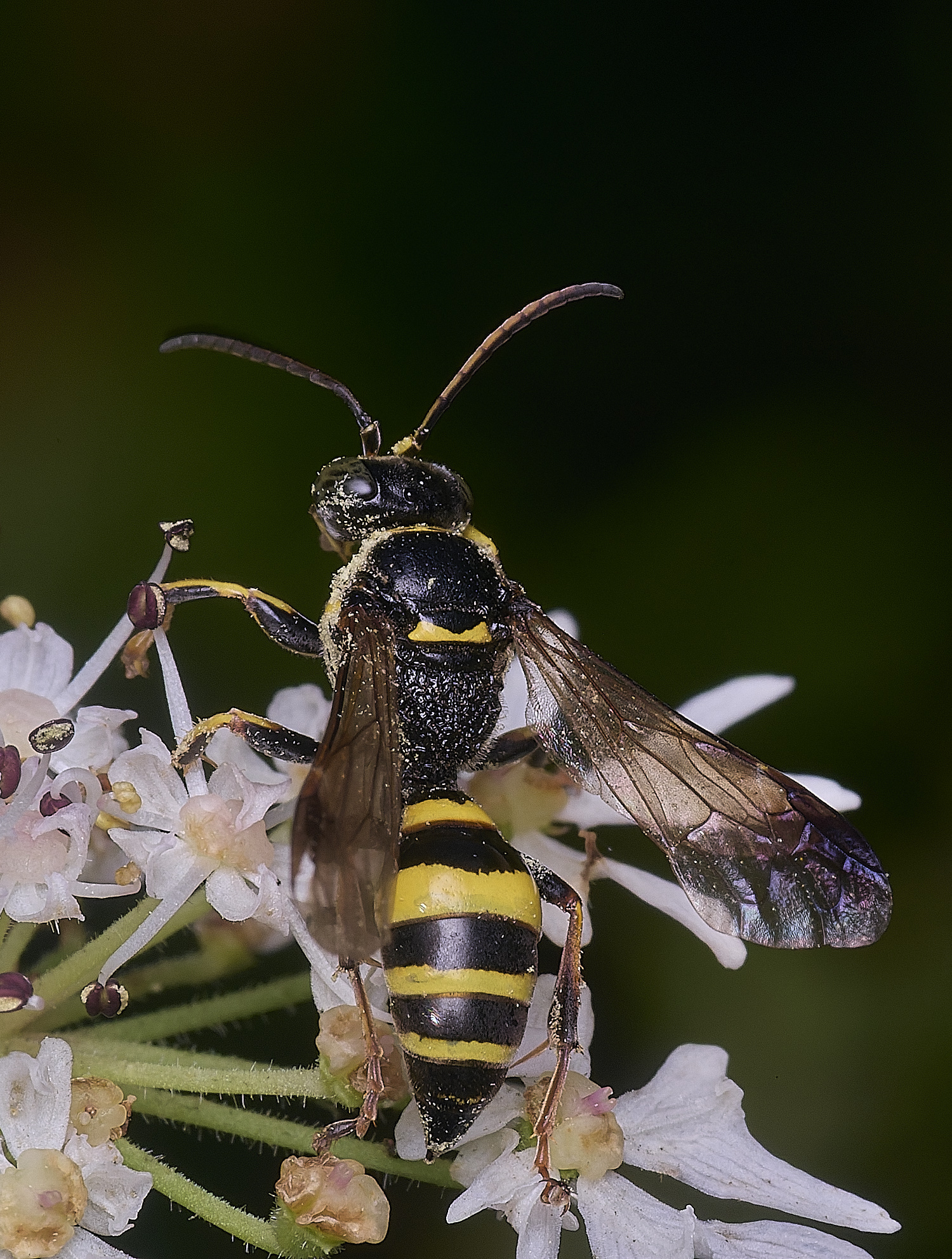 HanworthGorytes250725-4