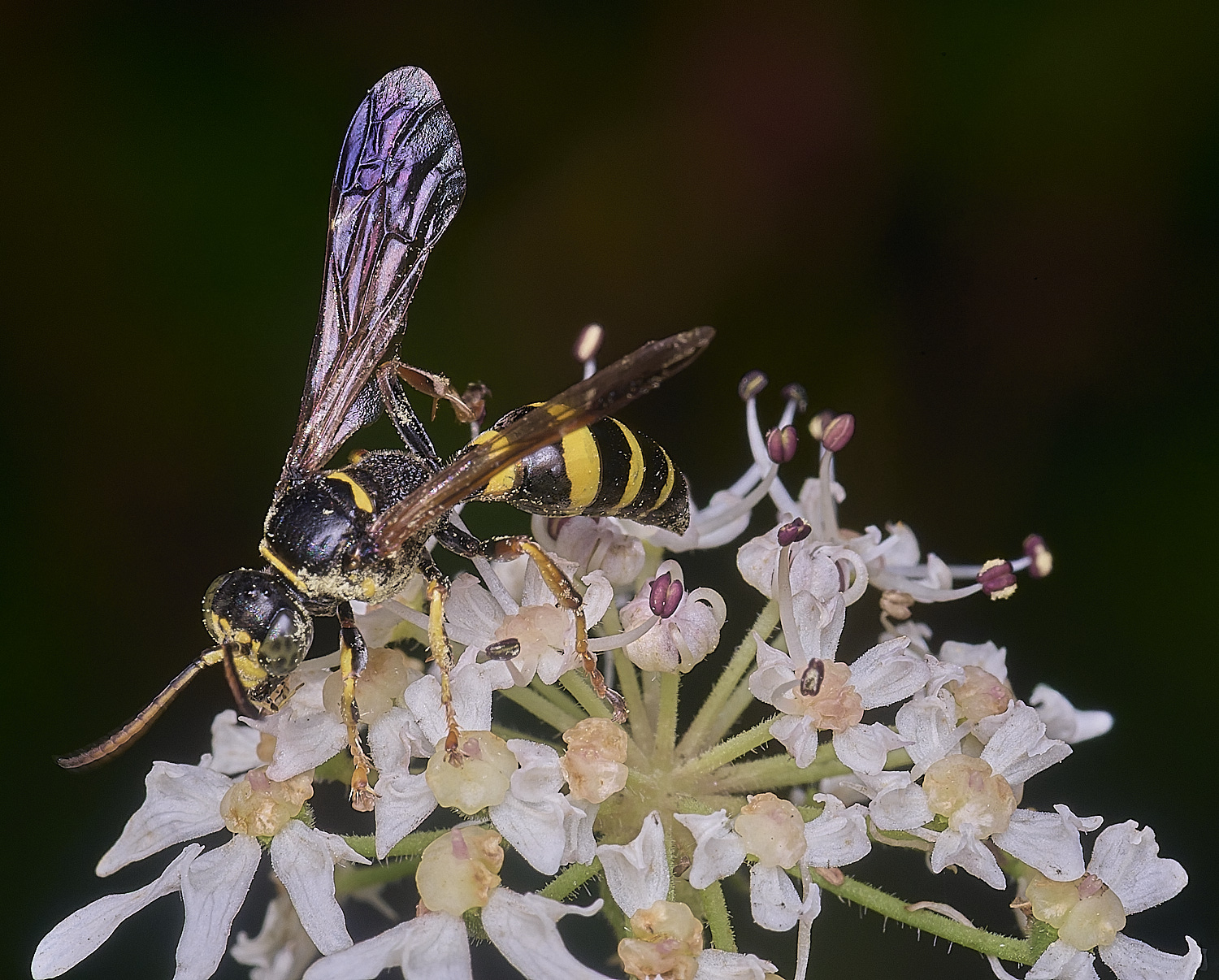 HanworthGorytes250725-7