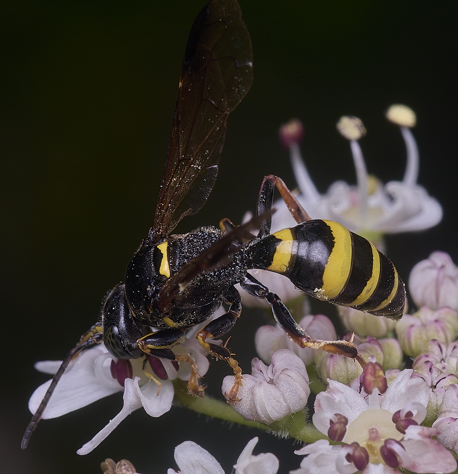 HanworthGorytesquadrifasciatus260725-1