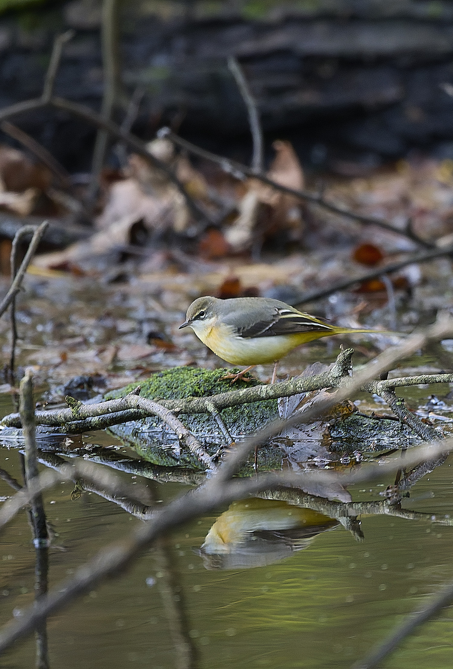 HanworthGreyWagtail191125-2