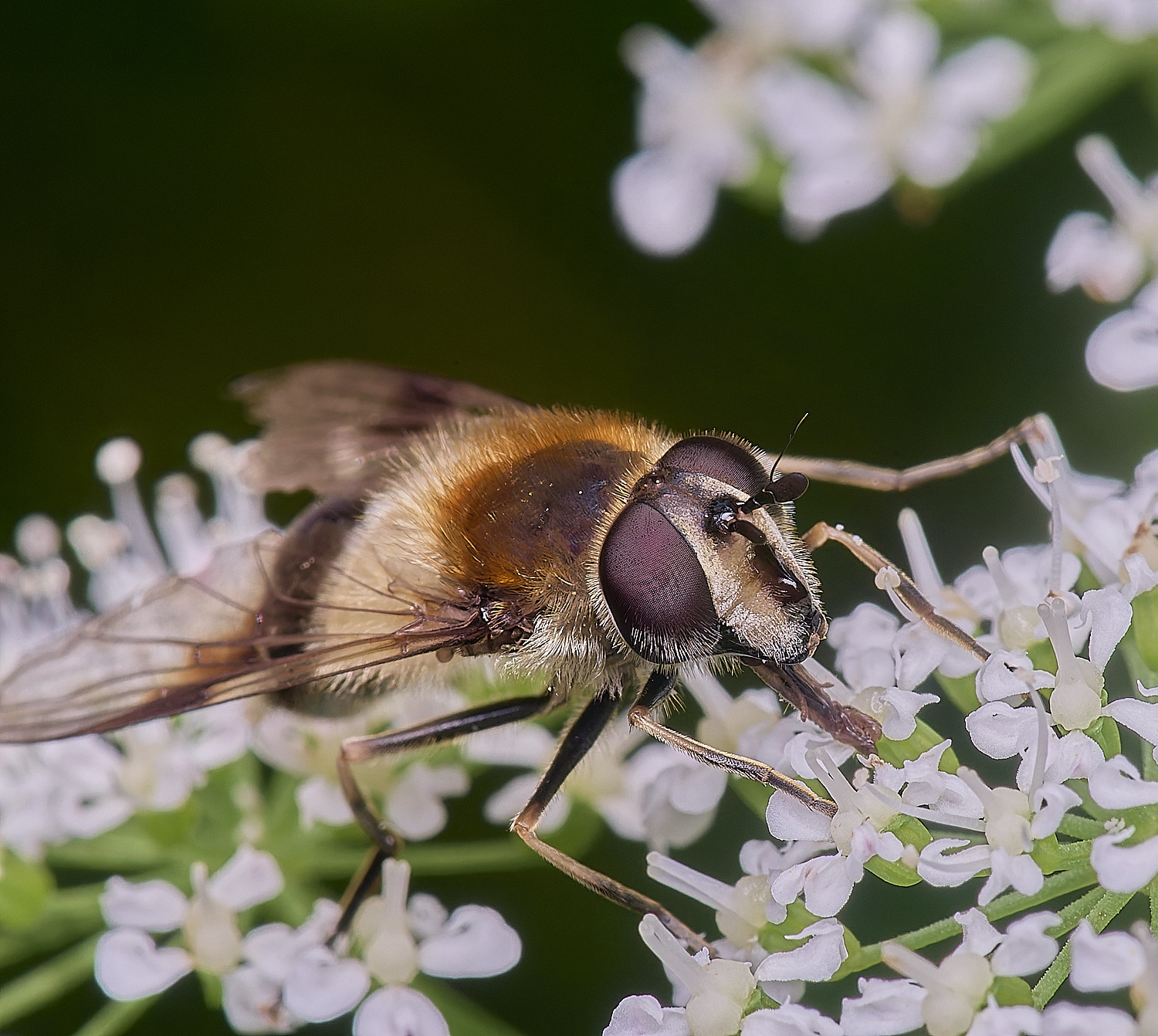 HanworthHover140625-1