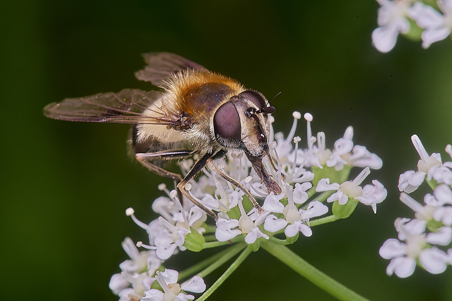 HanworthHover140625-2