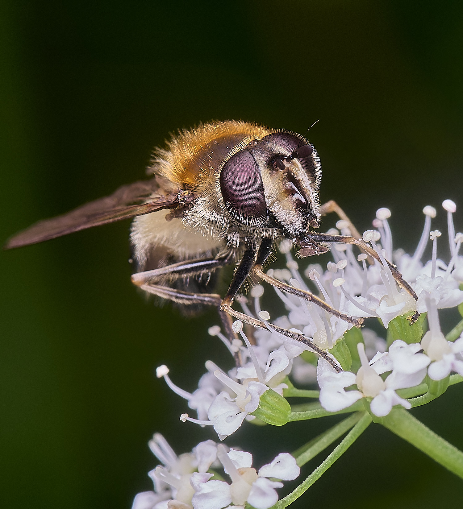 HanworthHover140625-3