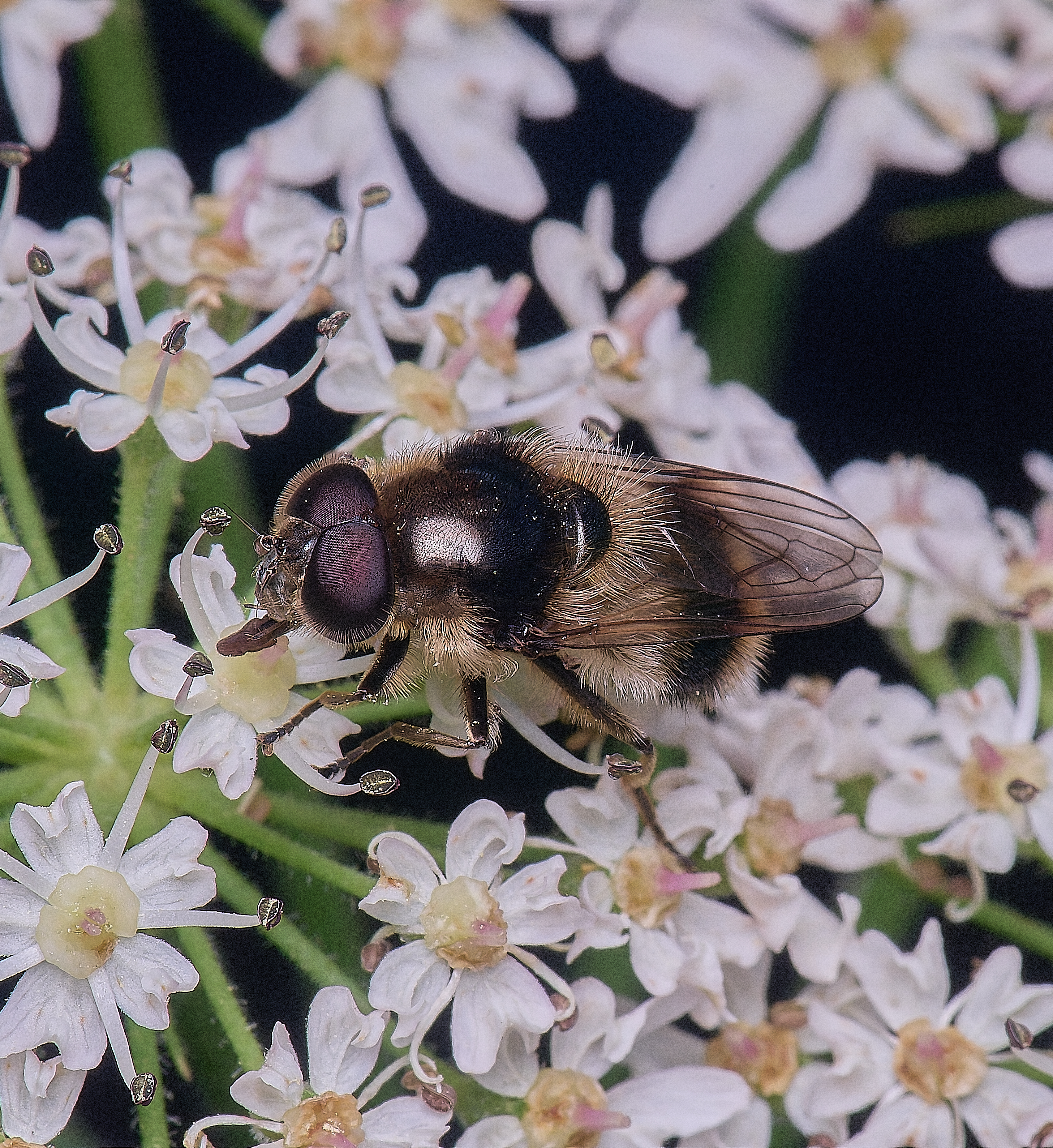 HanworthHover180725-1